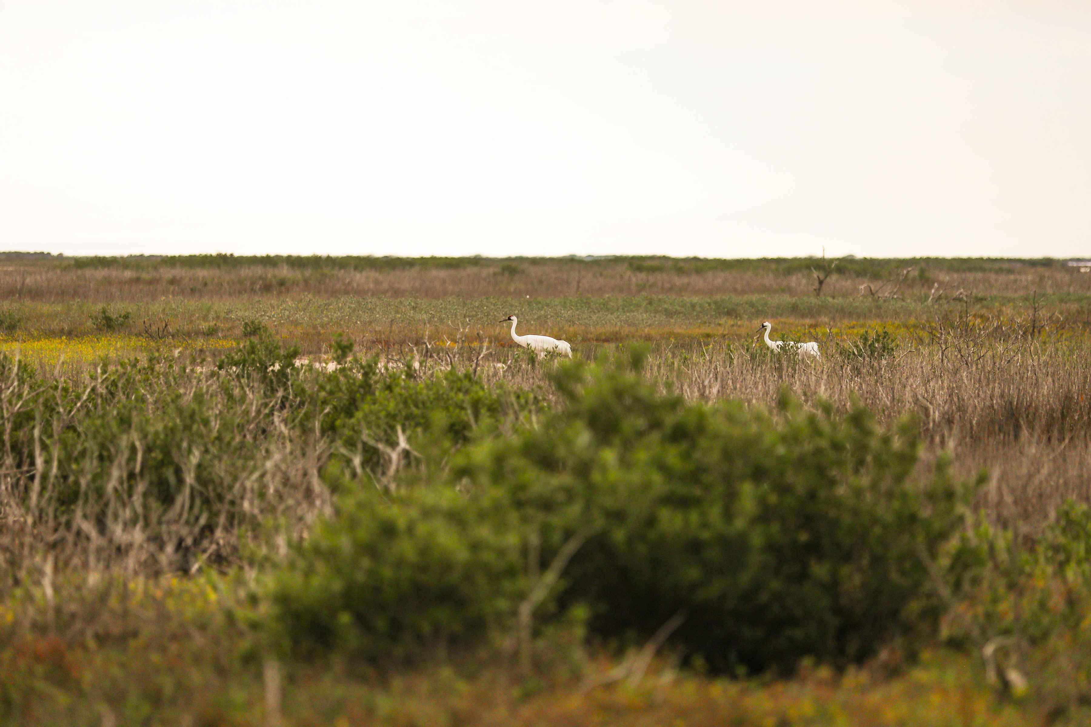 Photo: Chris Hunt. egrets texas flats