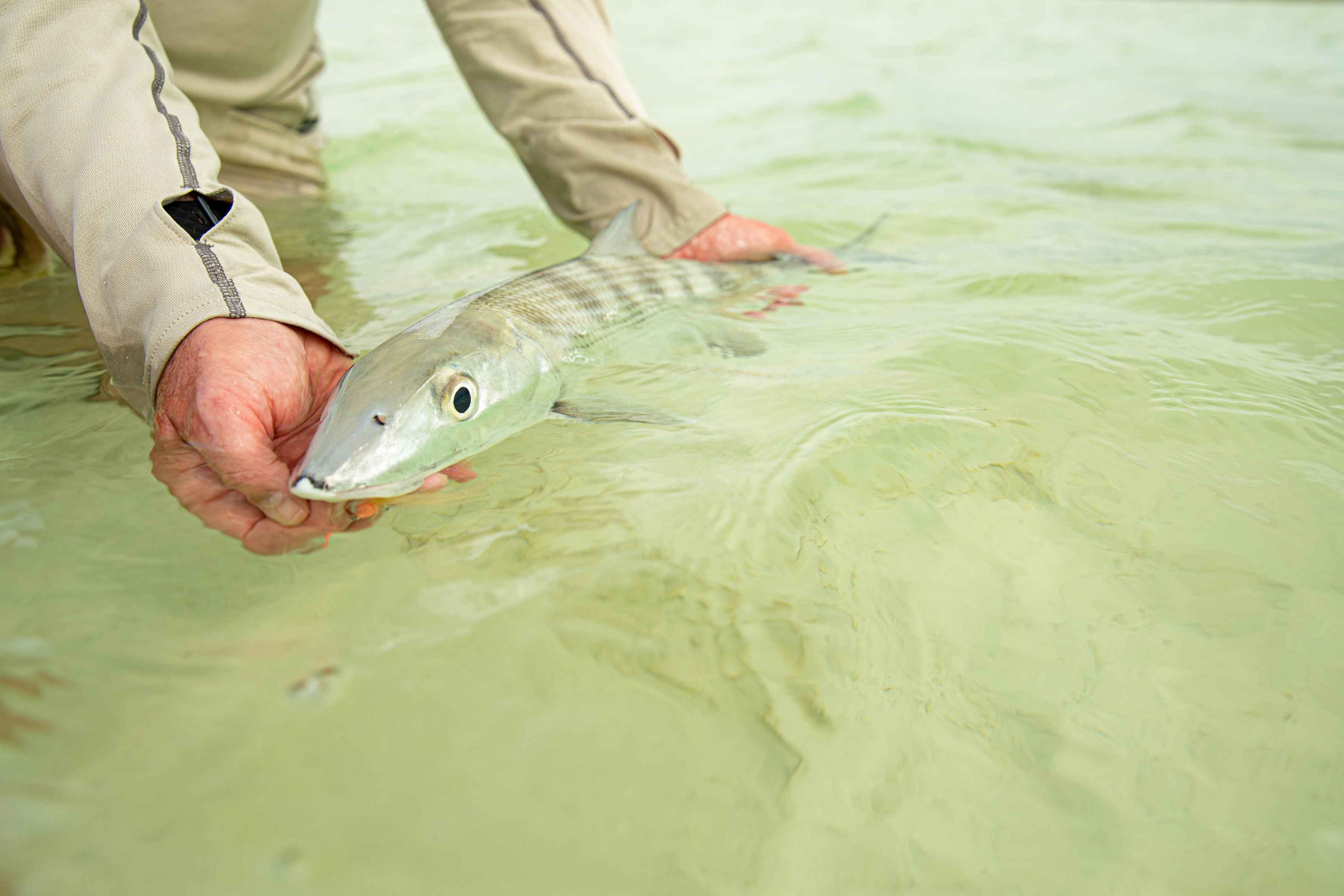 A Berry Islands bonefish (photo: Chad Shmukler). berry islands bonefish - bahamas