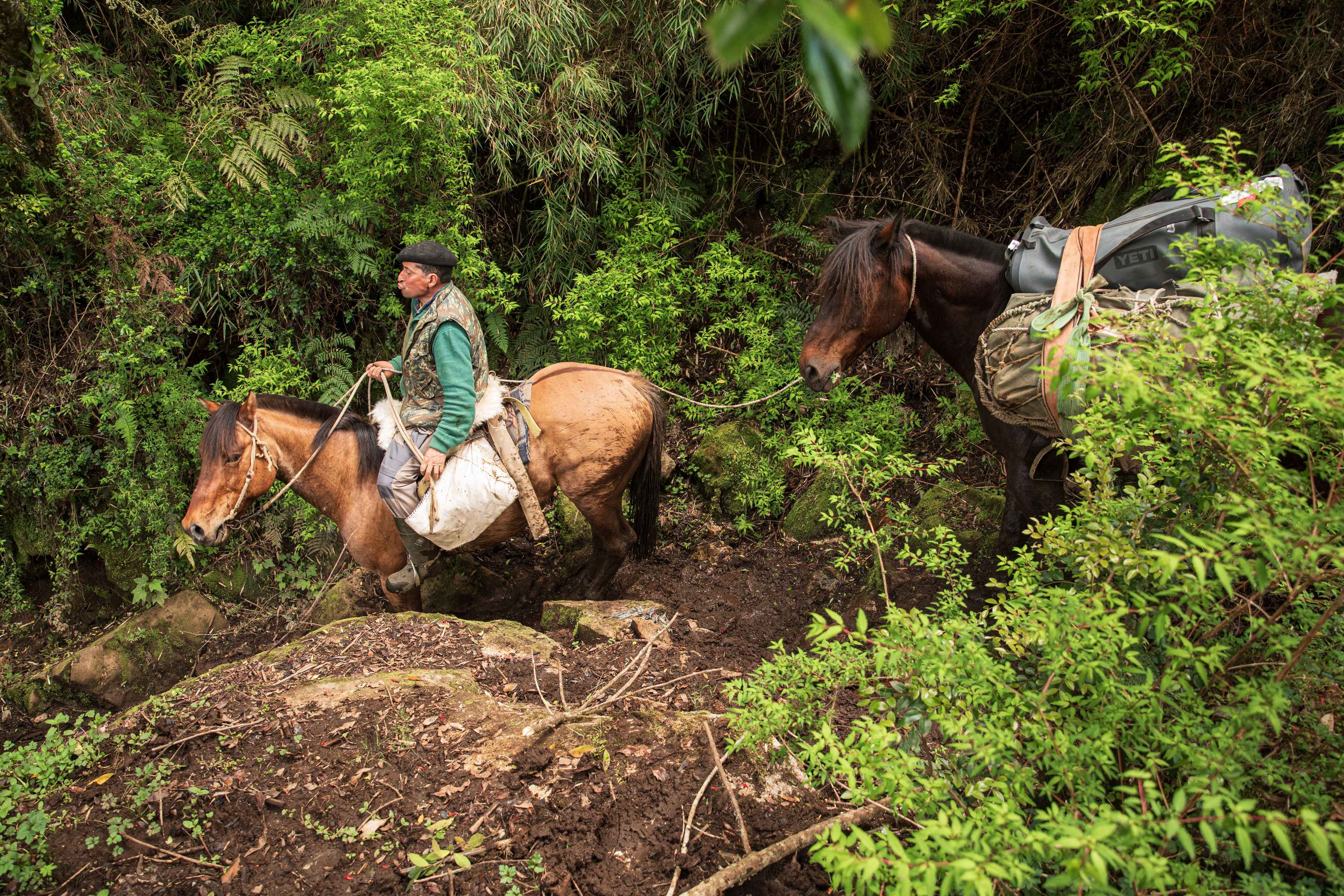 Jorge leads his string of packhorses over the mountains and into the Rio Blanco valley (photo: Chad Shmukler). chile packhorses patagonia
