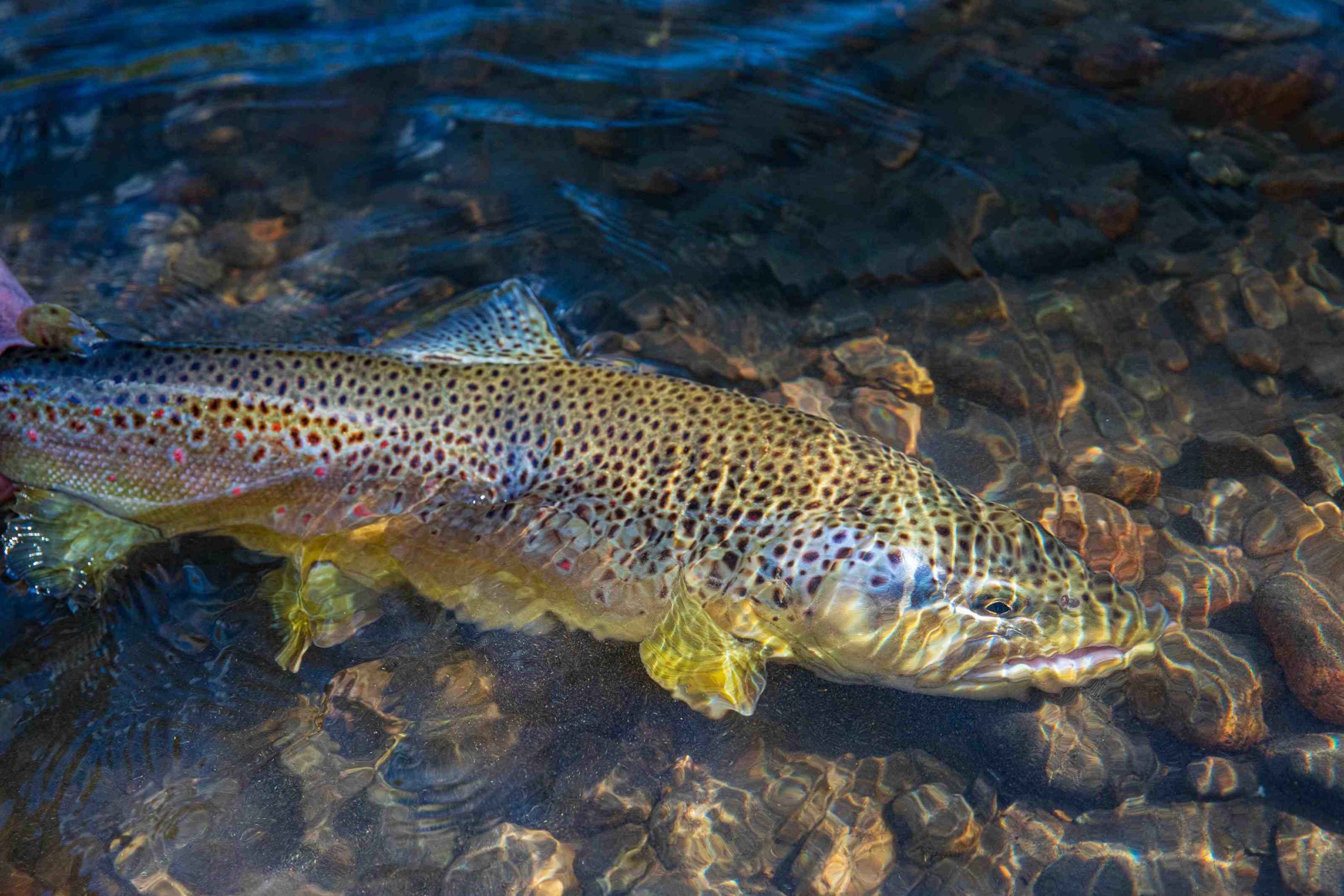 A Rio Blanco autumn brown trout (photo: Earl Harper). rio blanco chile brown trout