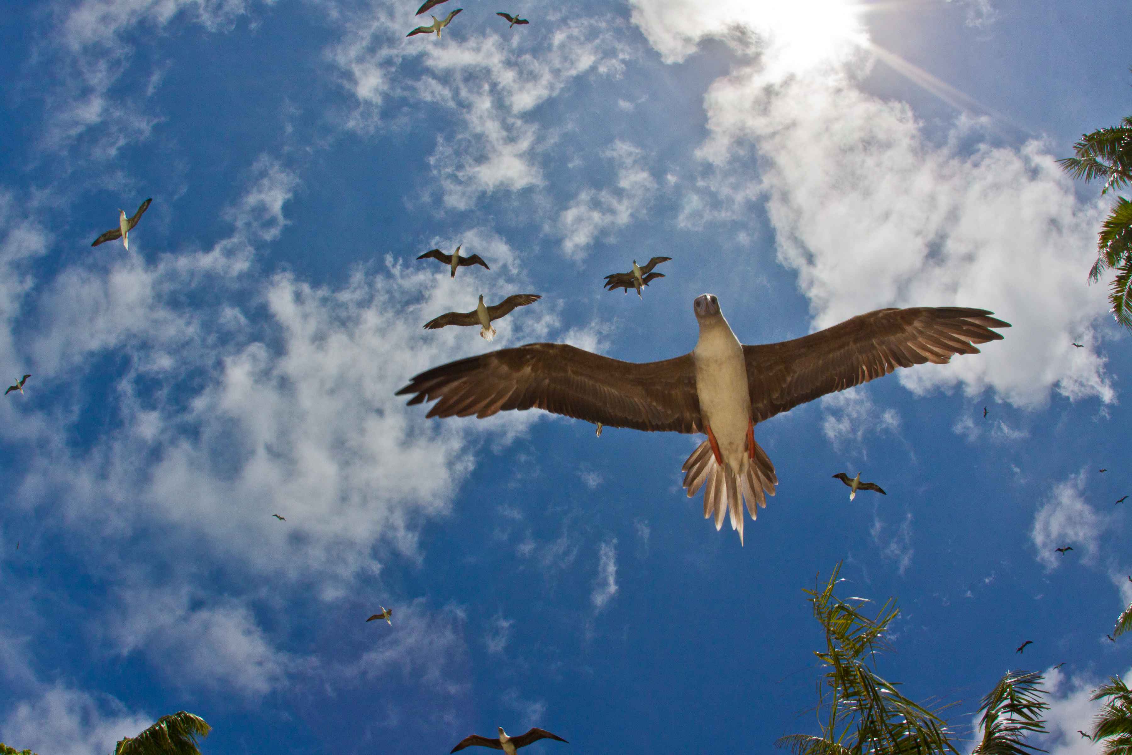 Red-footed boobies fly overhead on Palmyra Atoll (photo: Island Conservation). red-footed boobies