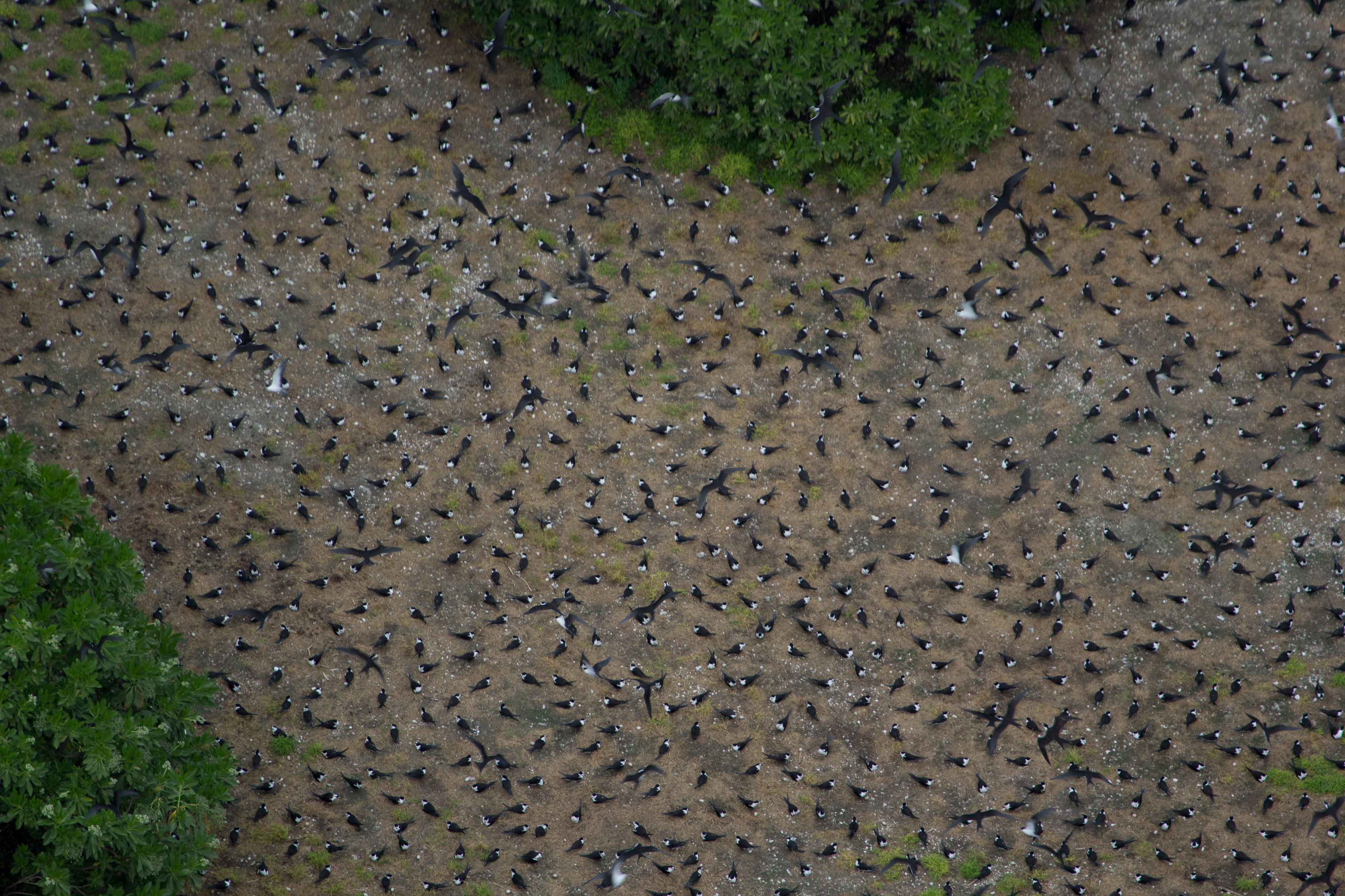 A flock of sooty terns seen from above on Palmyra Atoll (photo: Island Conservation). sooty terns palmyra atoll