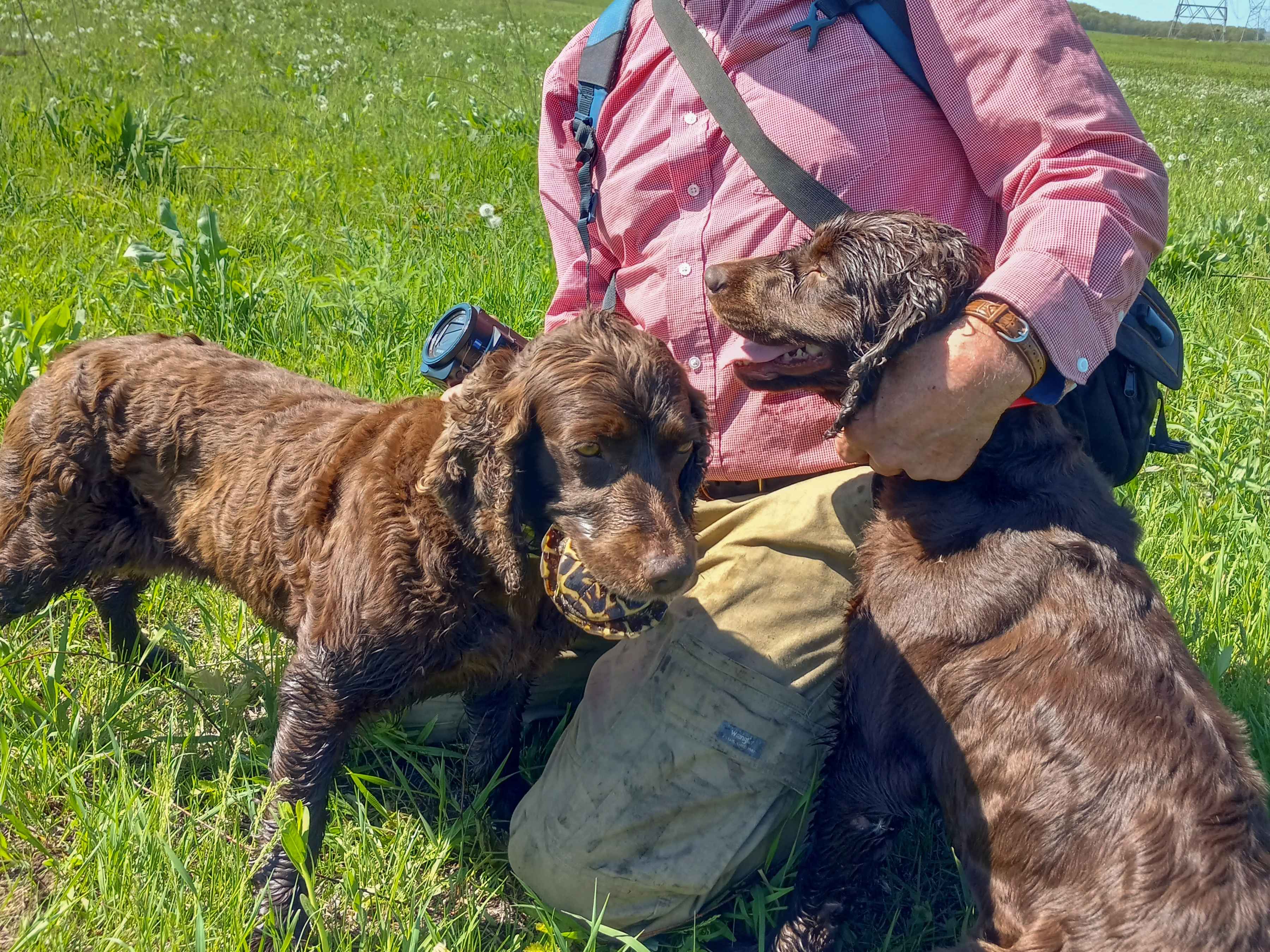One of Rucker's Boykins with a successful find (photo courtesy: John Rucker). One of Rucker's Boykins with a successful find