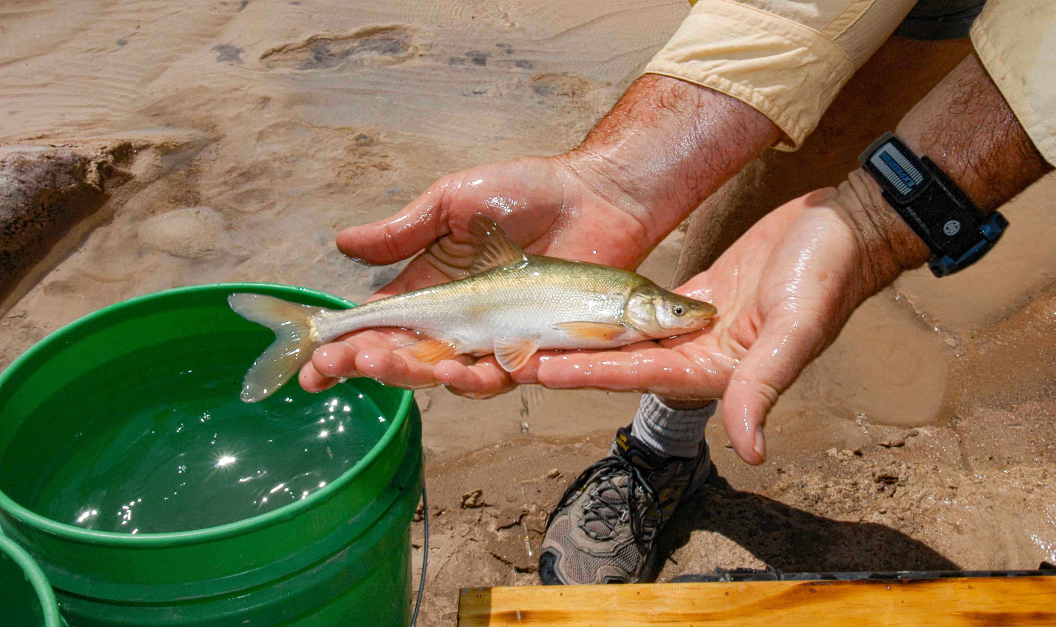 A humpback chub (photo: Arizona Game and Fish Department). A humpback chub