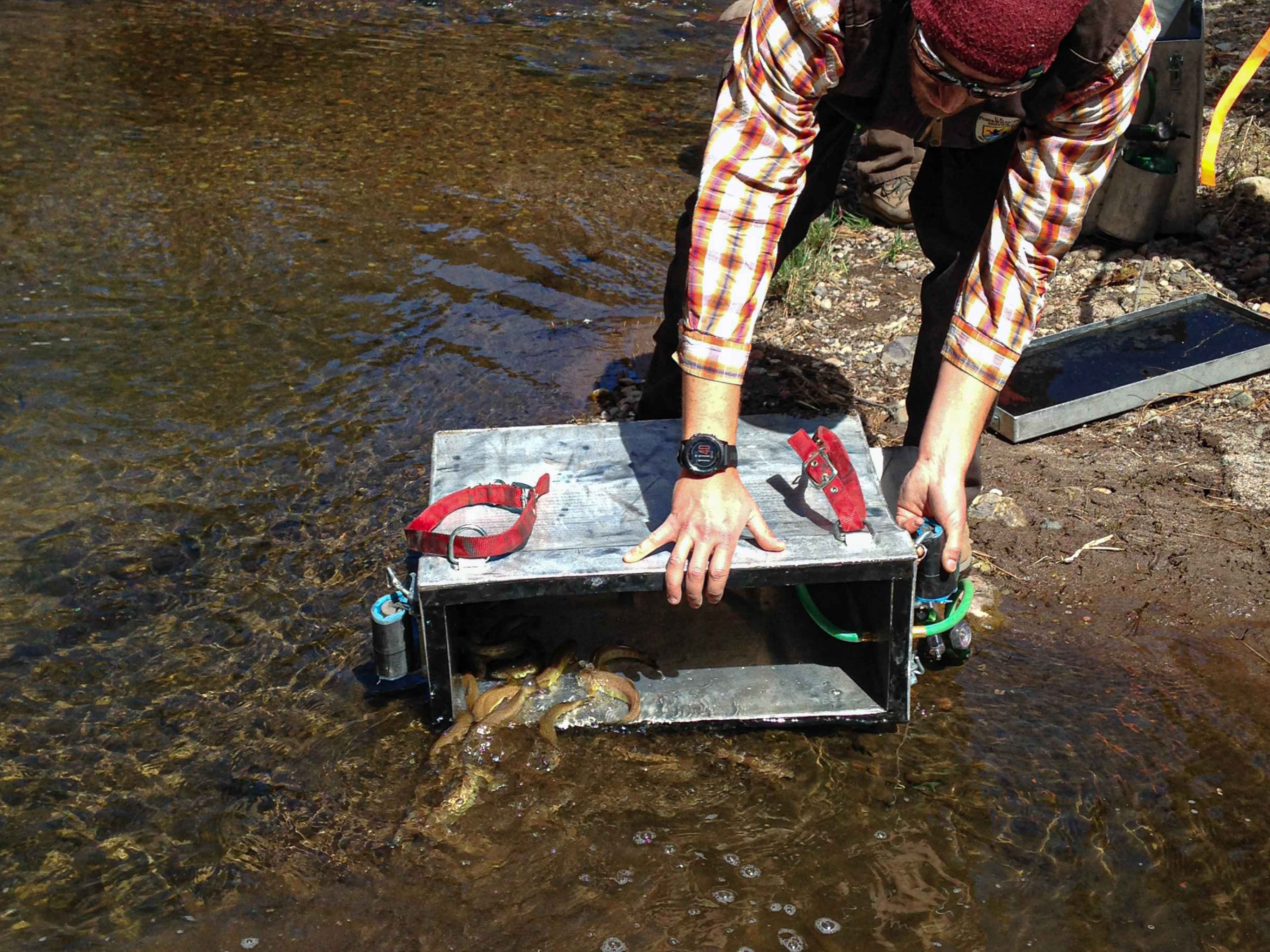 Gila trout being released in reclaimed habitat in the Gila National Forest (photo: New Mexico Game and Fish Department). Gila trout being released in reclaimed habitat in the Gila National Forest