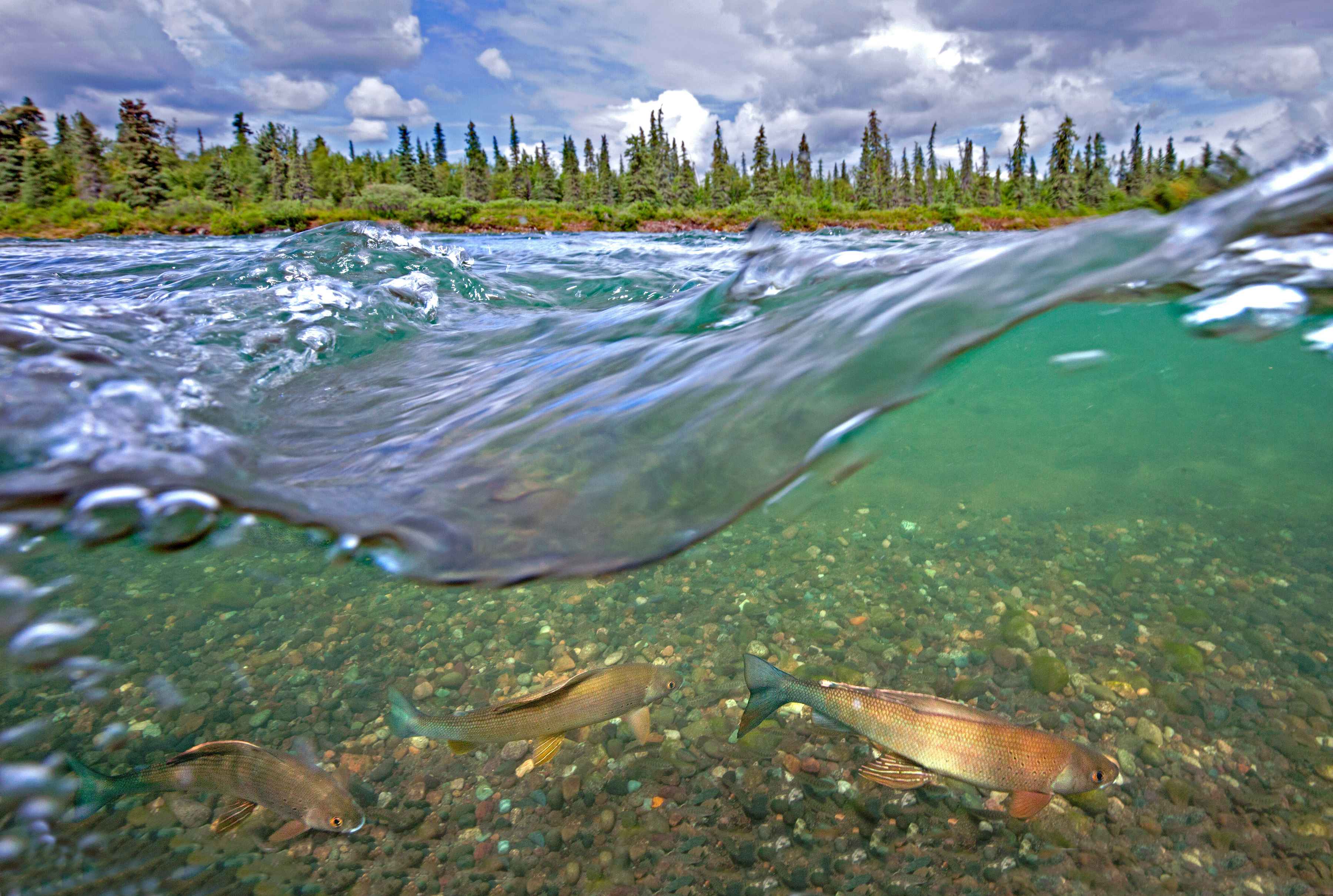 Grayling swim in the Nushagak River, one of Bristol Bay's most productive salmon streams. The proposed Pebble Mine would be located at the headwaters of the Nushagak River (photo: Pat Clayton / FishEyeGuy Photography). grayling nushagak river