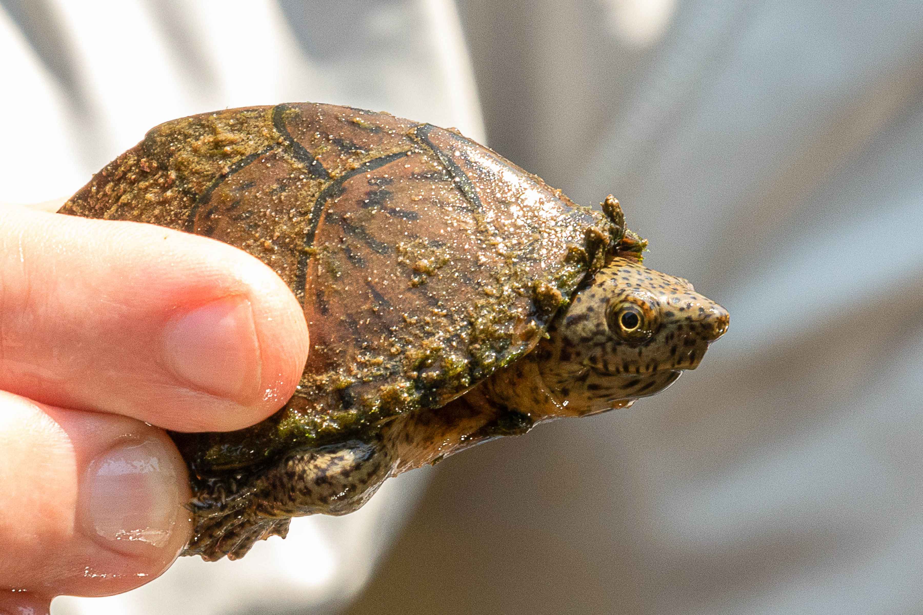Photo: Rob McConnell oklahoma turtle