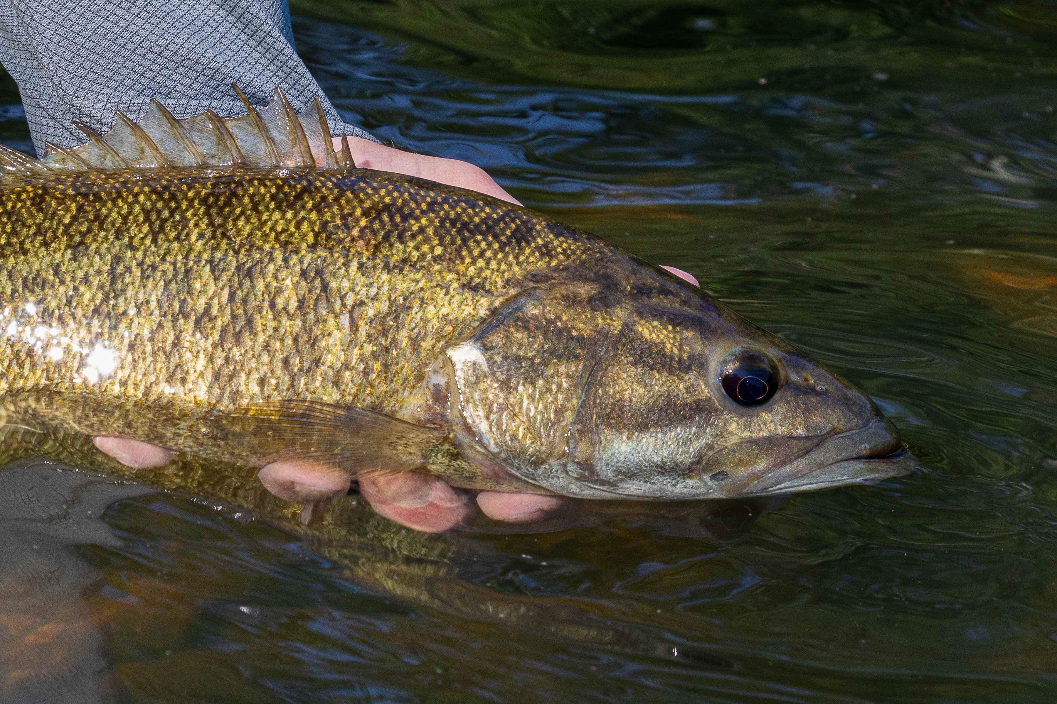 Photo: Rob McConnell oklahoma genetically unique smallmouth bass