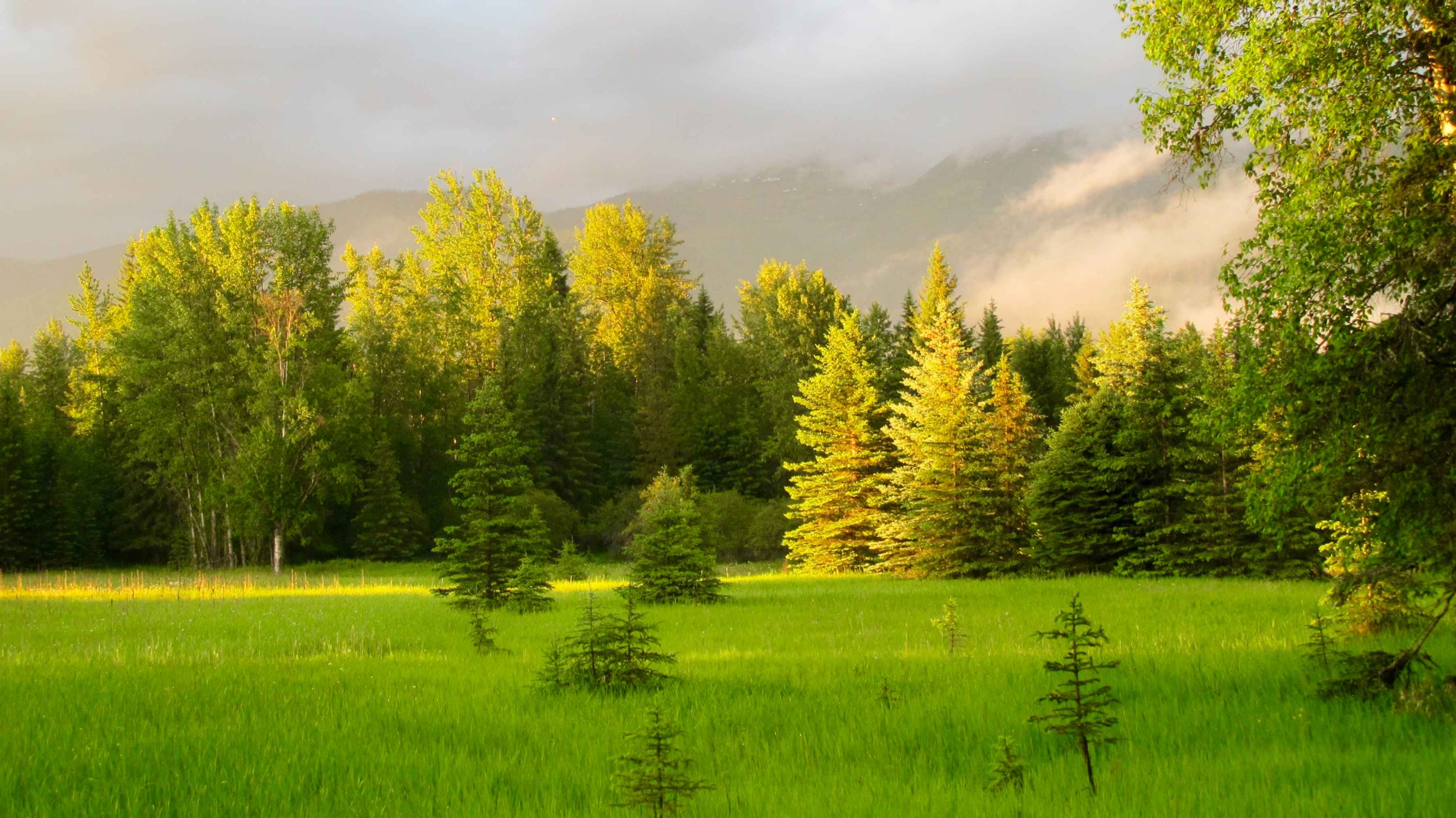 Photo: Todd Tanner montana green meadow