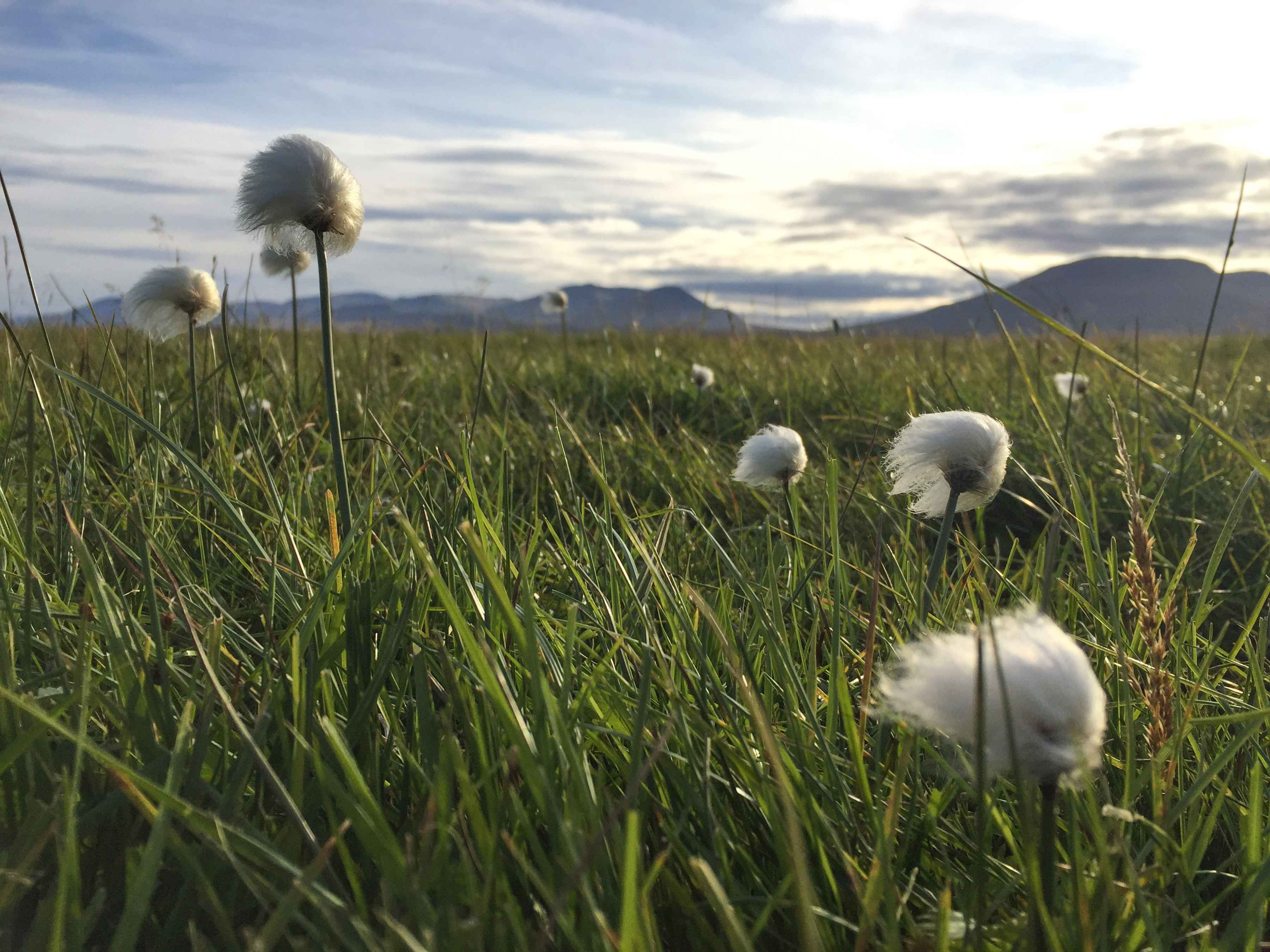 Bog cotton, with its Dr. Seuss similarities, grows among Iceland's grasslands. The oily tuft is great tinder. Too bad timber to burn is sparse on the island (photo: Kris Millgate). bog cotton - iceland