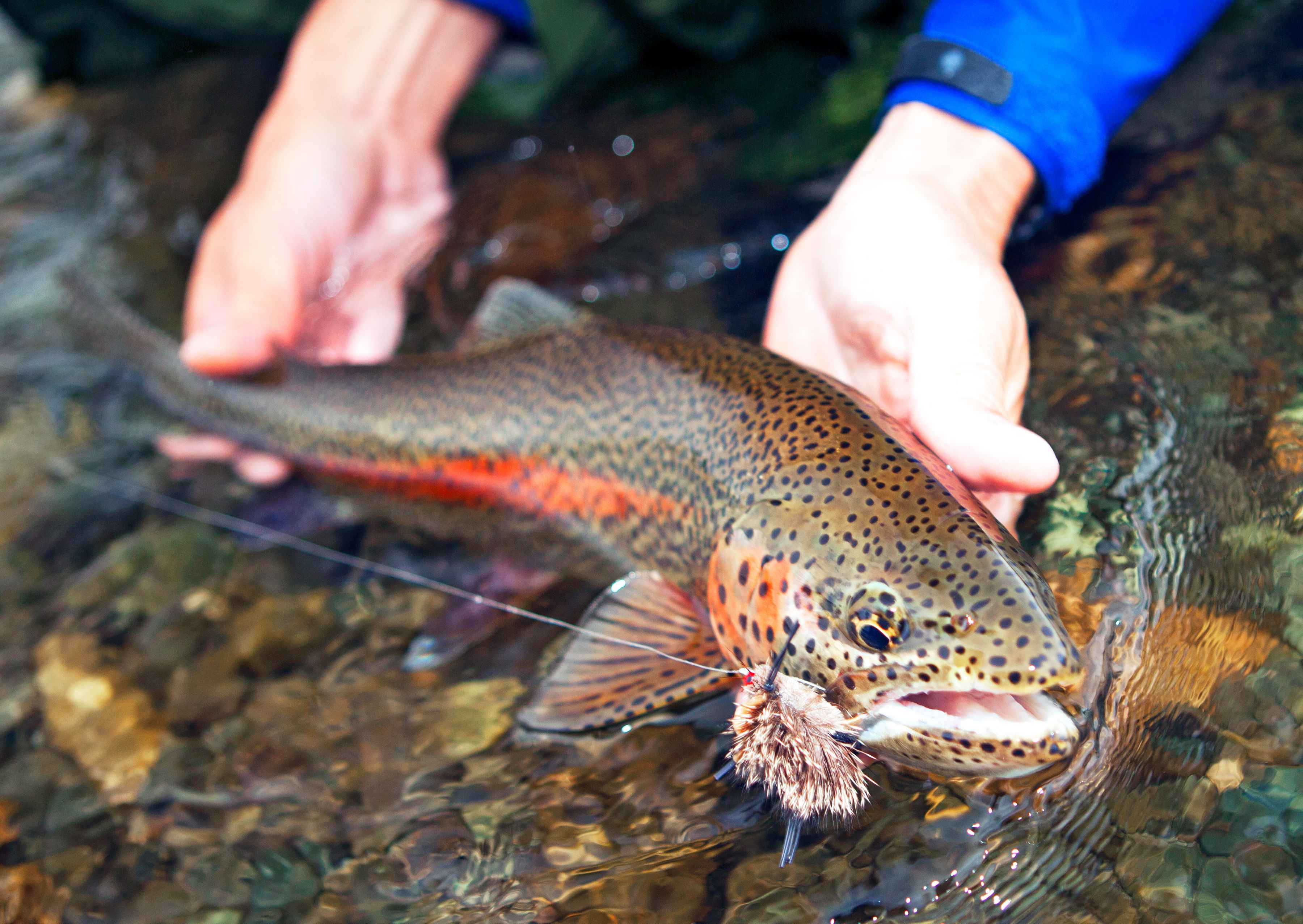 A leopard rainbow trout from the Nushagak River in the Bristol Bay region of Alaska (photo: Pat Clayton / FIshEyeGuy Photography). leopard rainbow alaska