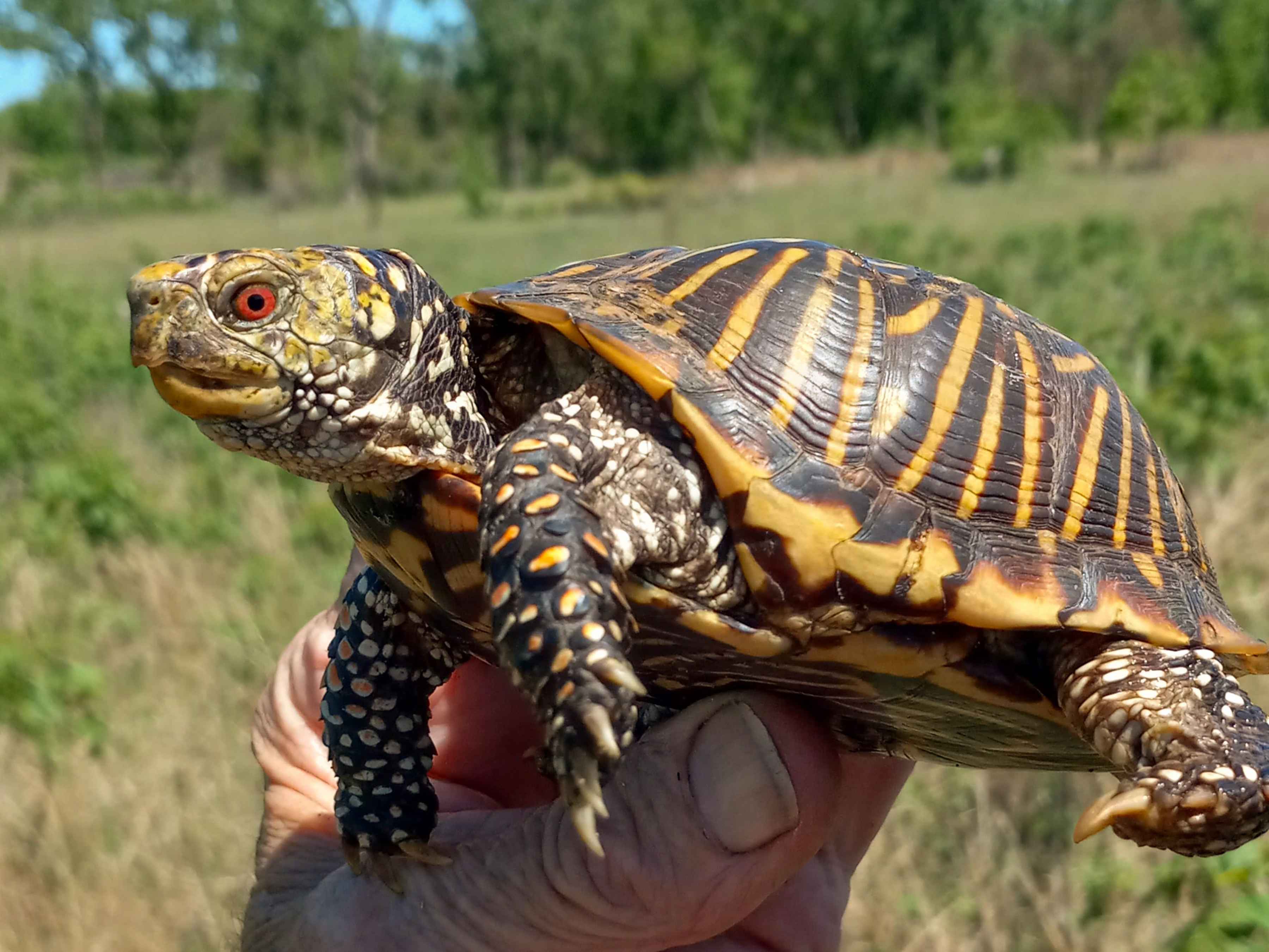 An ornate box turtle from Iowa (photo courtesy: John Rucker). An ornate box turtle from Iowa