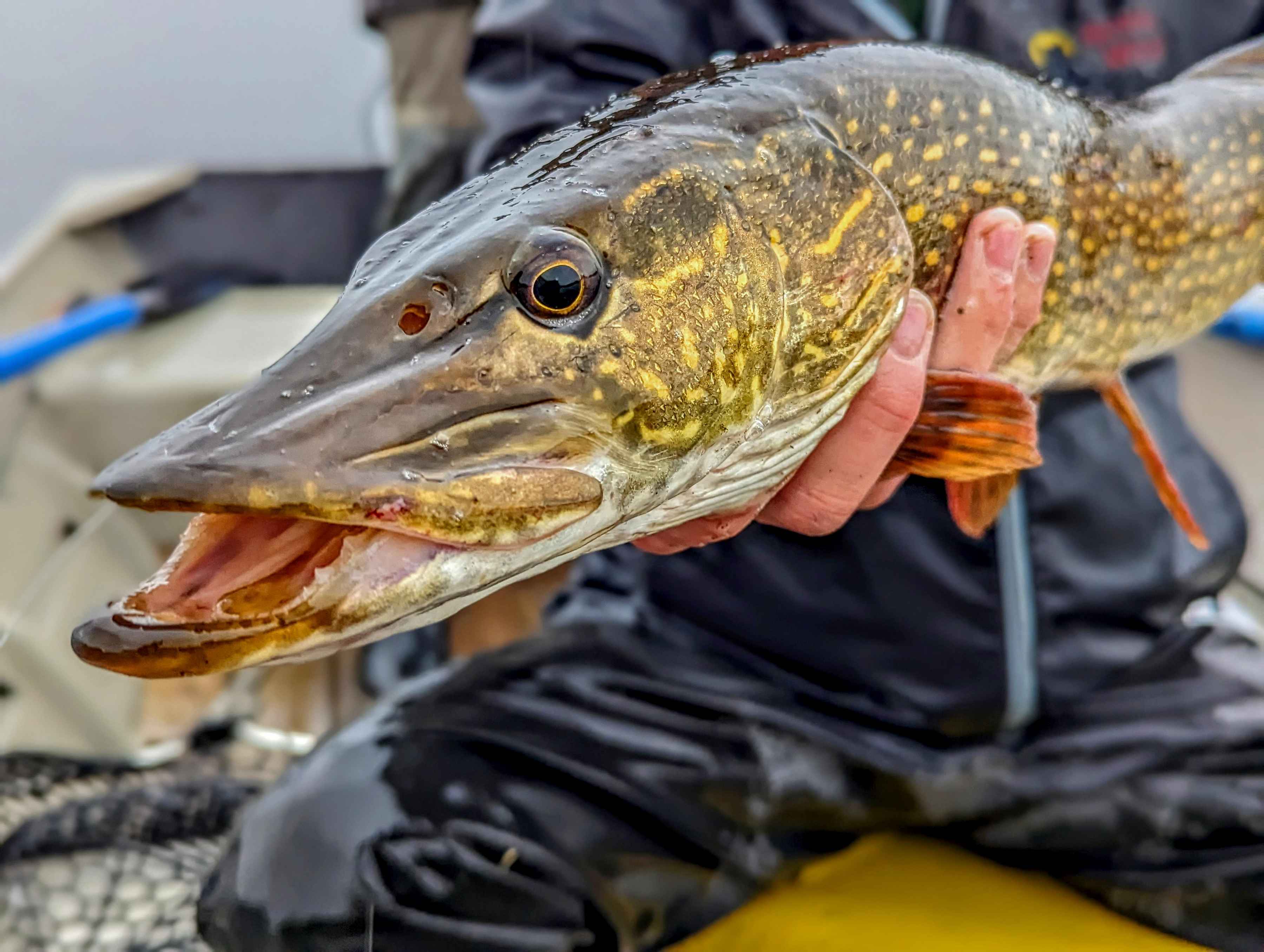 Photo: Chris Hunt. alaskan pike