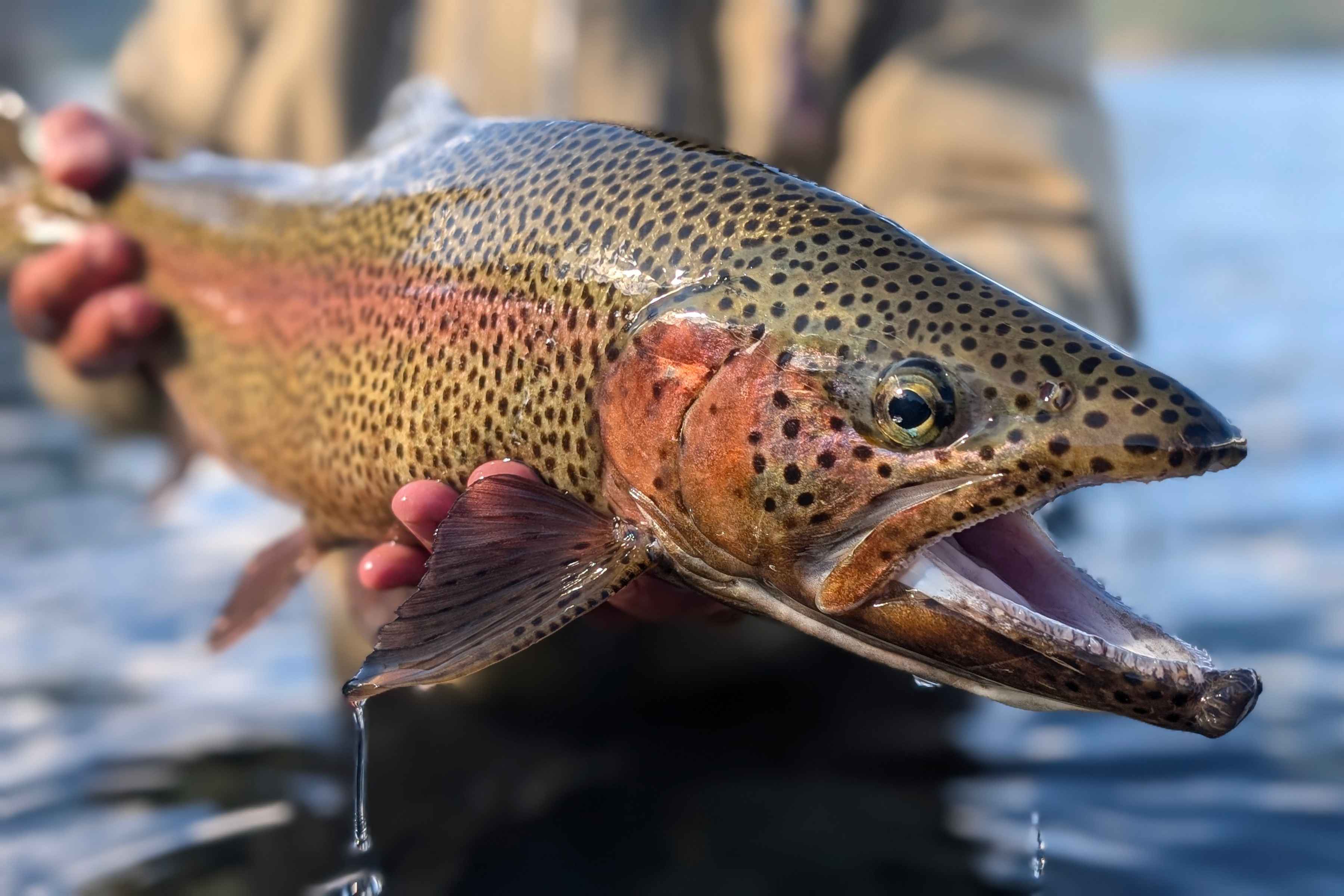 A Lago Brown rainbow trout (photo: Chris Hunt). lago brown rainbow trout