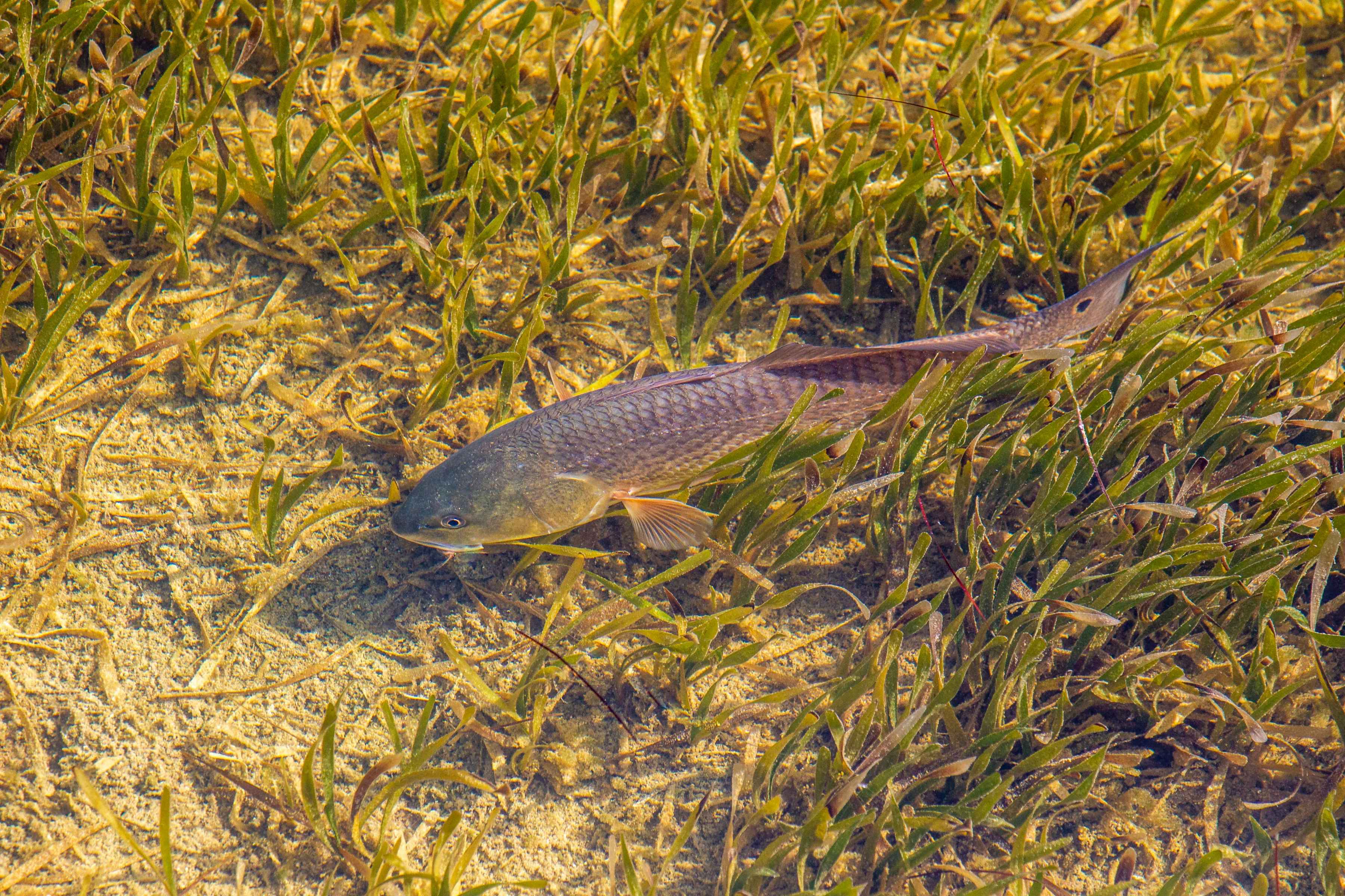 A Florida redfish tails in the grass (photo: Pat Ford). A Florida redfish tails in the grass