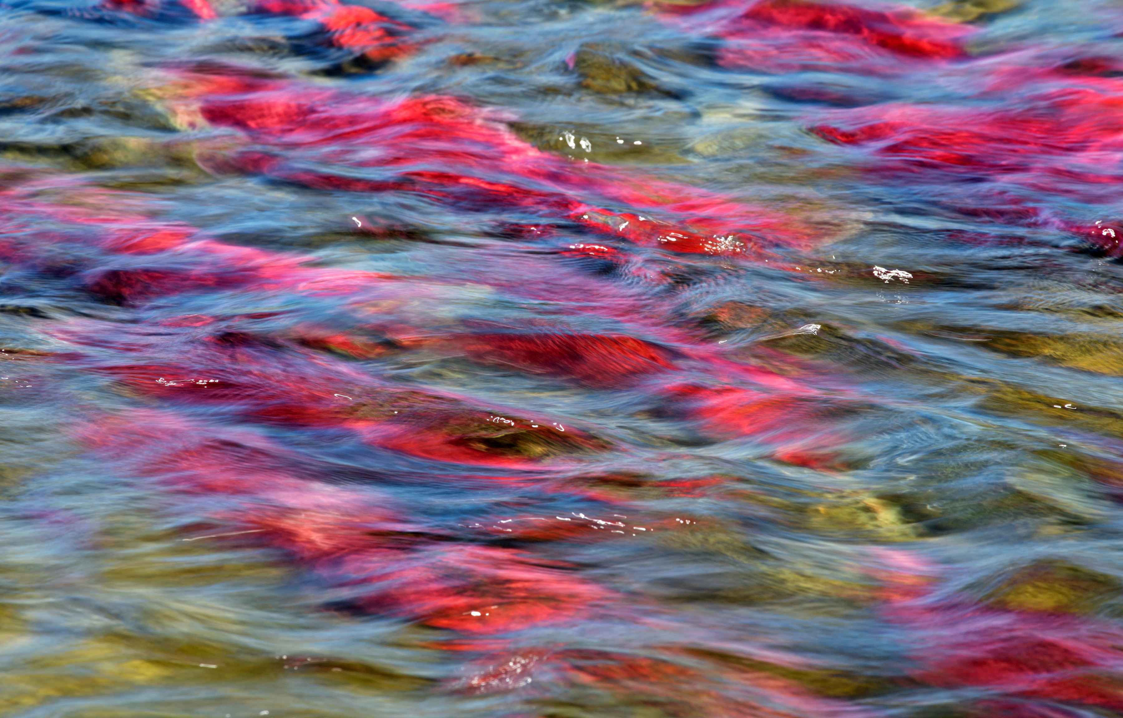 Sockeye salmon teem in Alaska's Illiamna River (photo: Pat Clayton / FishEyeGuy Photography). sockeye salmon illiamna