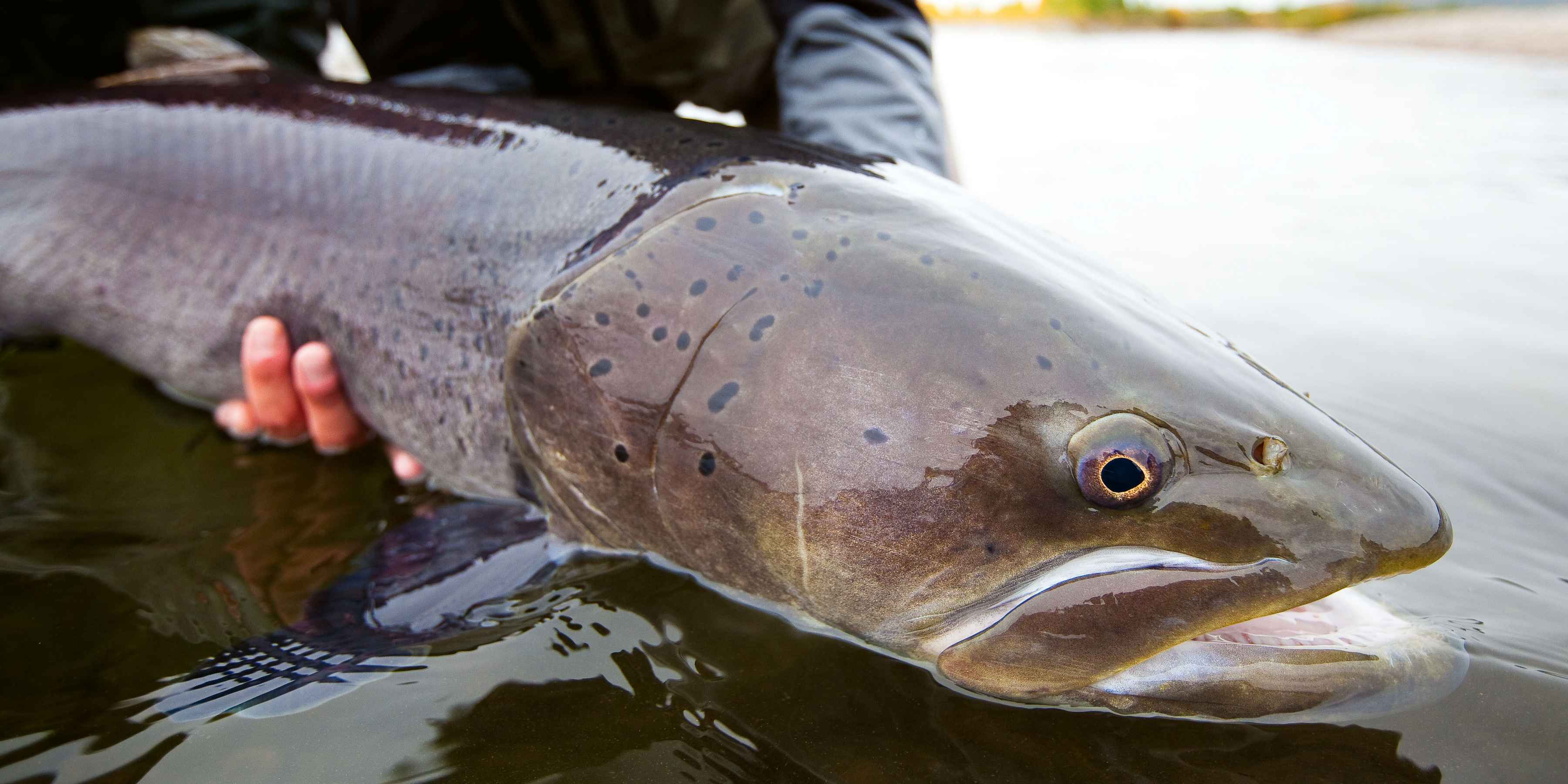 An Eg River taimen (photo: Matt Harris / "The Fish of a Lifetime"). matt harris - fish of a lifetime - taimen from mongolia