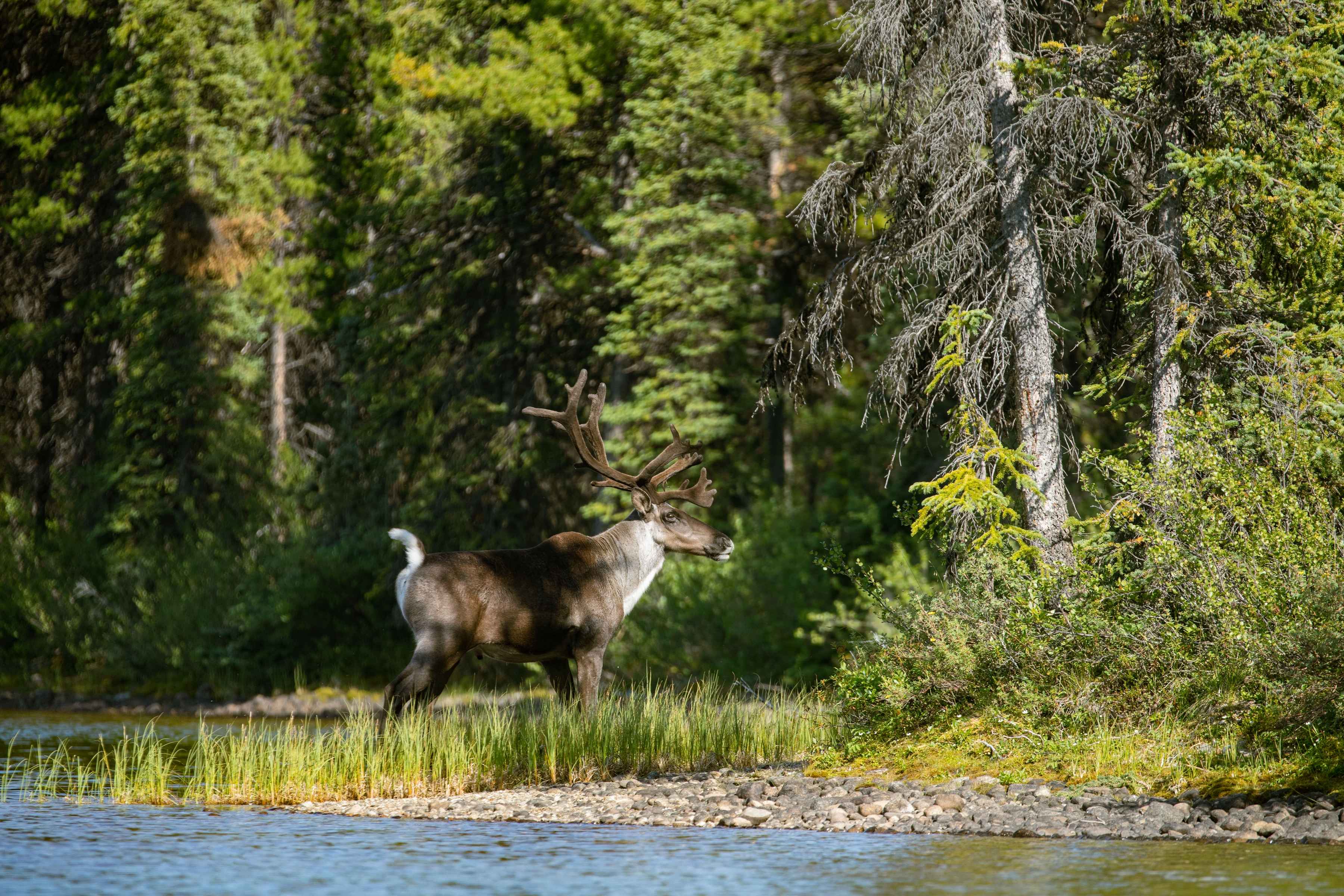 Photo: Earl Harper. fly fishing canadian rockies - northern rockies adventures