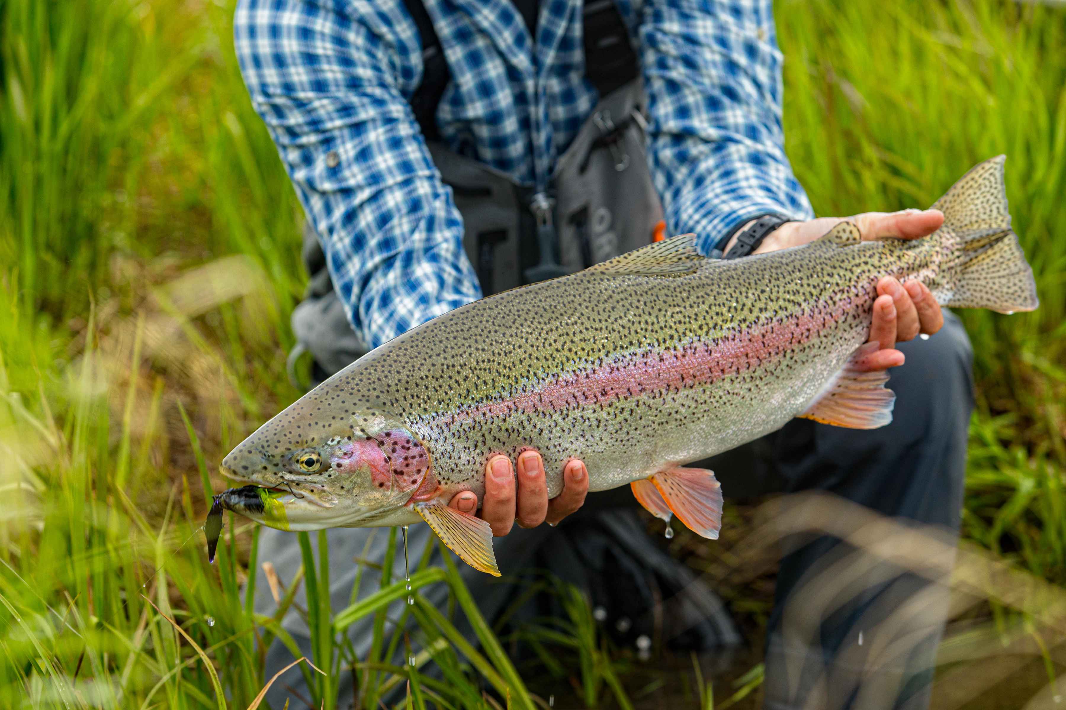 A Bristol Bay behemoth (photo: Earl Harper). Bristol Bay rainbow trout