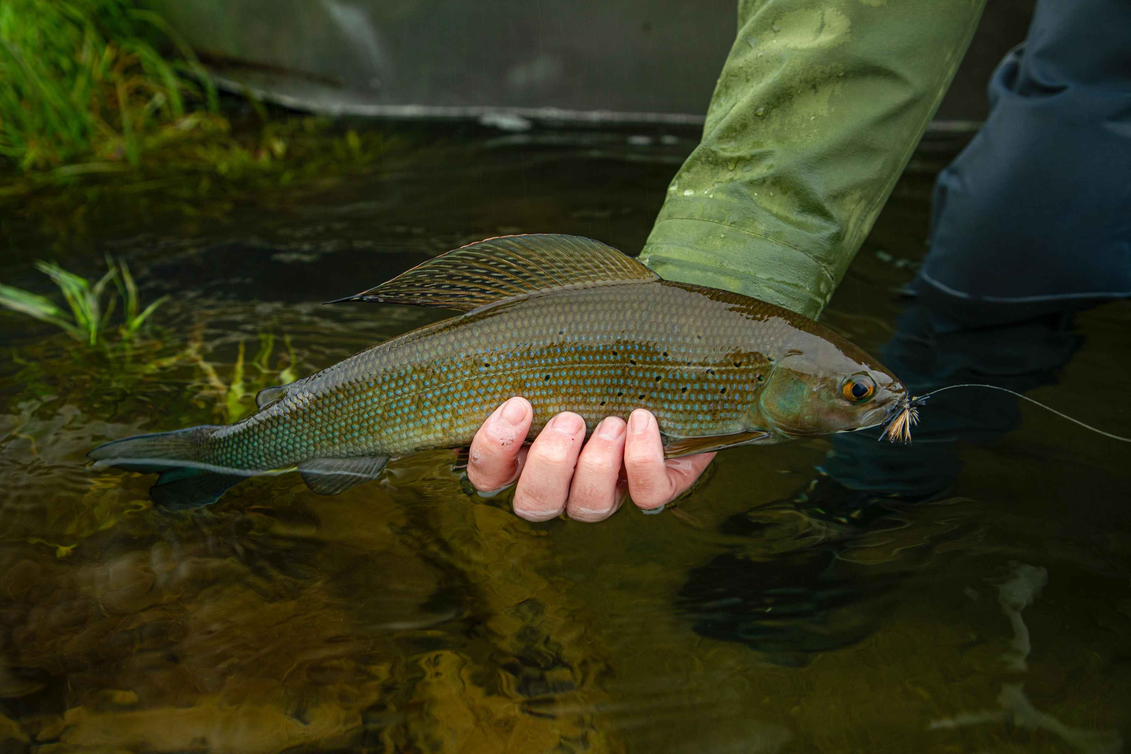 Grayling are another coveted species that spin on Bristol Bay's axis of salmon (photo: Earl Harper). alaskan arctic grayling