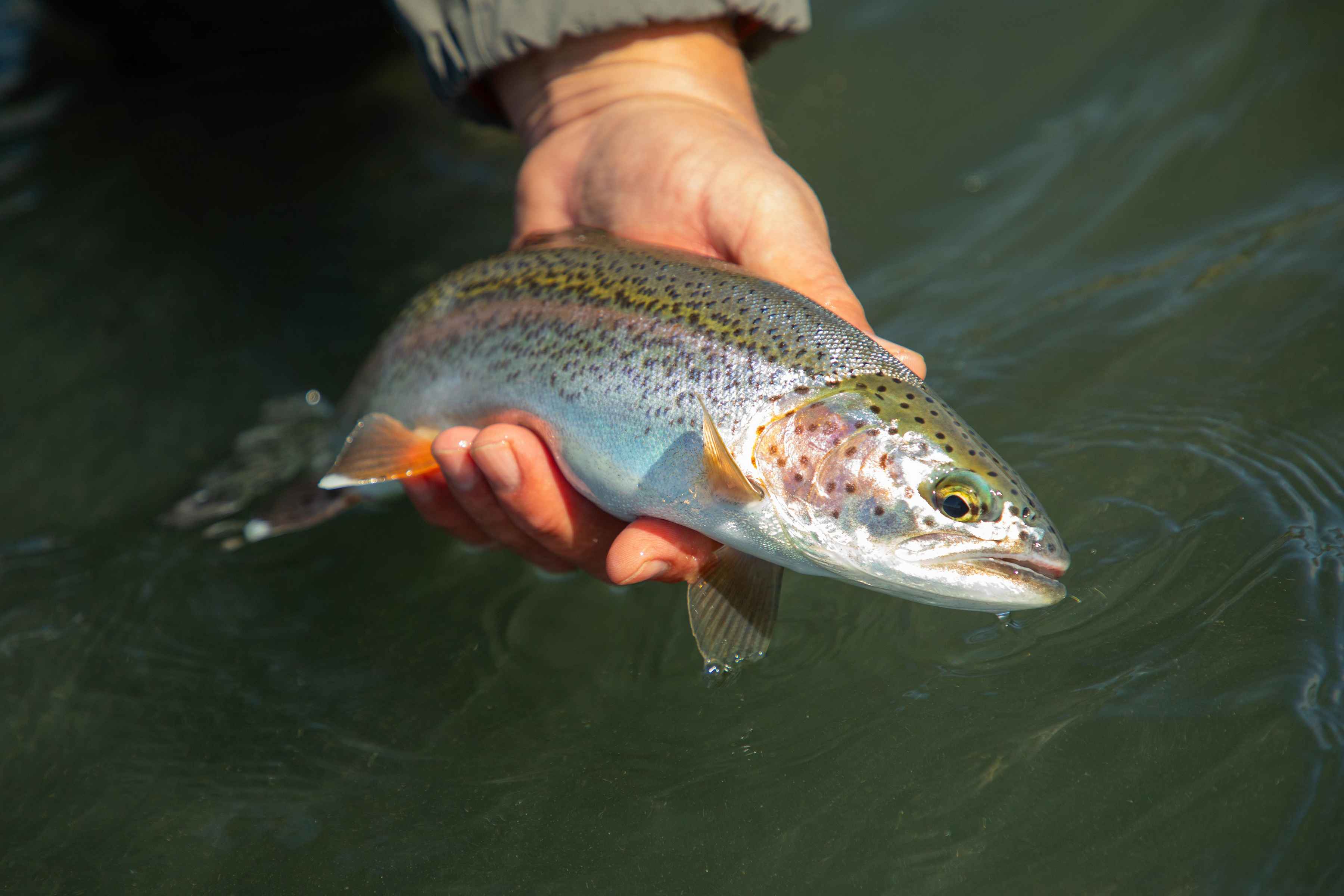 Photo: Earl Harper. native yukon rainbow trout