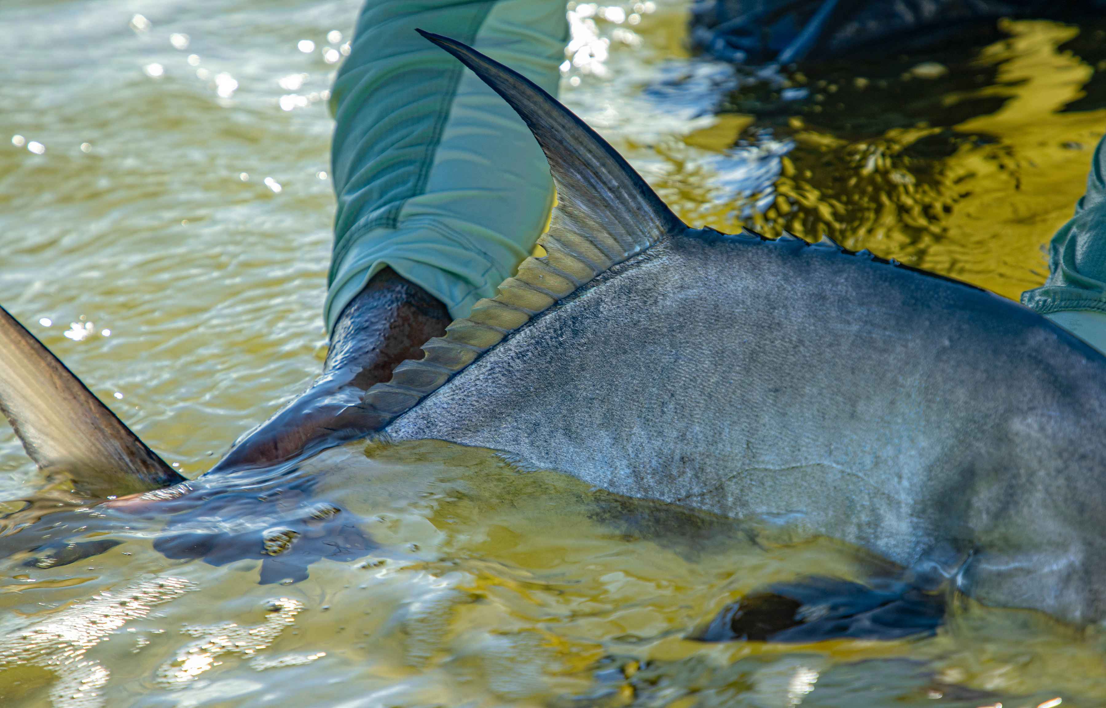 Releasing a Berry Islands permit (photo: Earl Harper). berry islands permit - bahamas