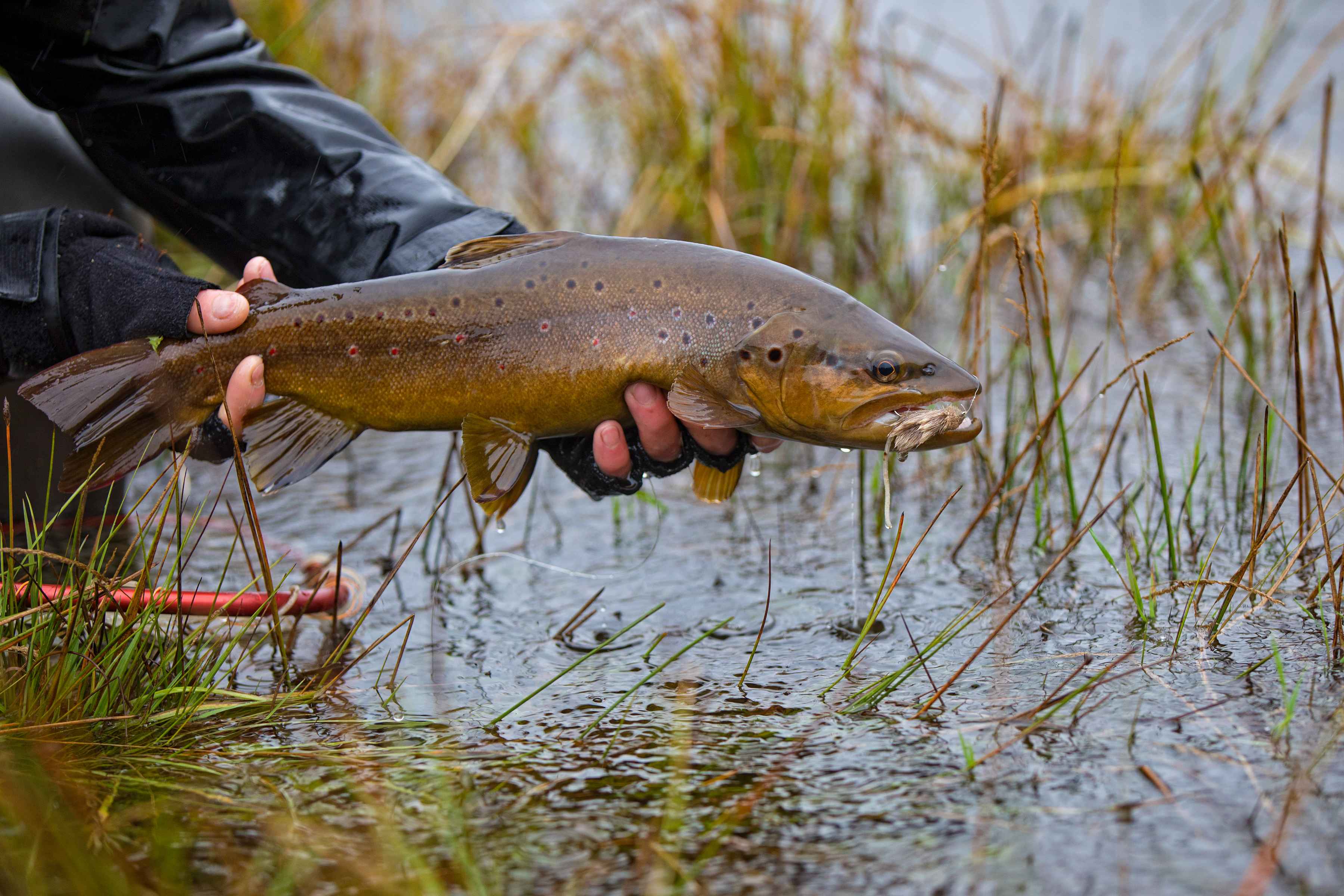 Releasing a mouse-eating brown trout on Paradise Spring Creek (photo: Earl Harper). mouse-eating brown trout patagonia