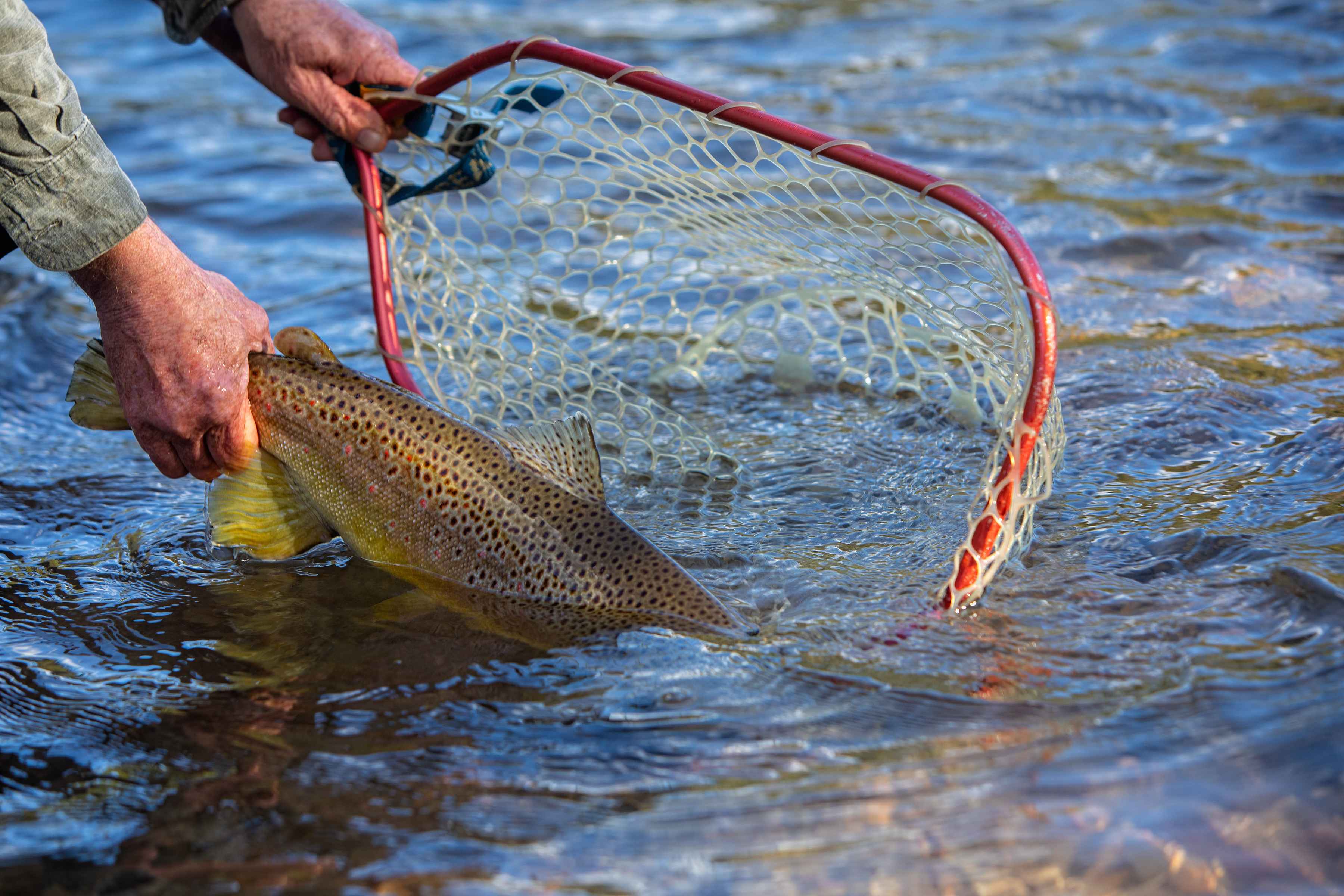 Releasing a stout Rio Blanco brown trout (photo: Earl Harper). Rio Blanco brown trout