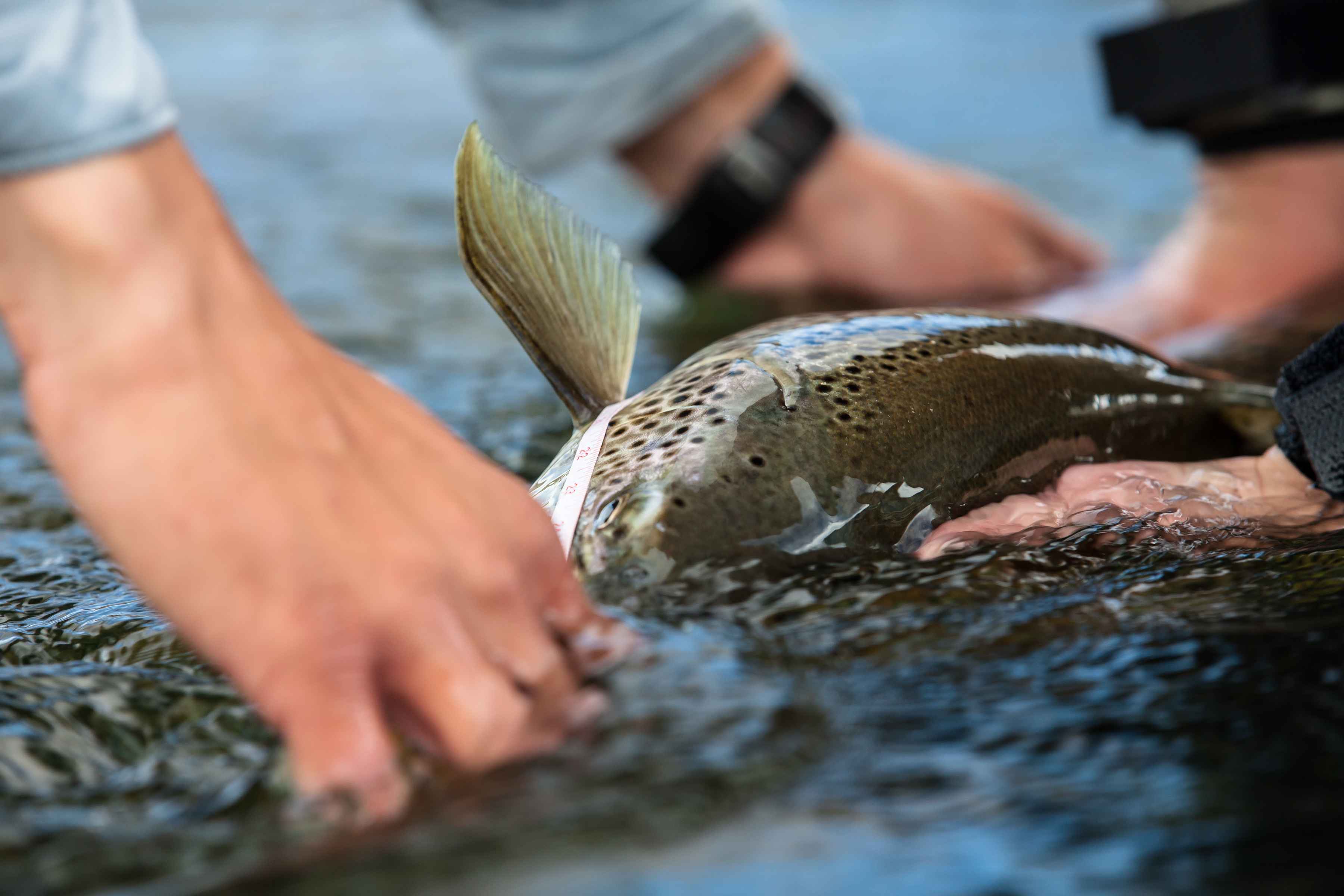 Peter stretches the tape on one of the Limay's bestial browns (photo: Chad Shmukler). Rio Limay Brown Trout - Patagonia, Argentina