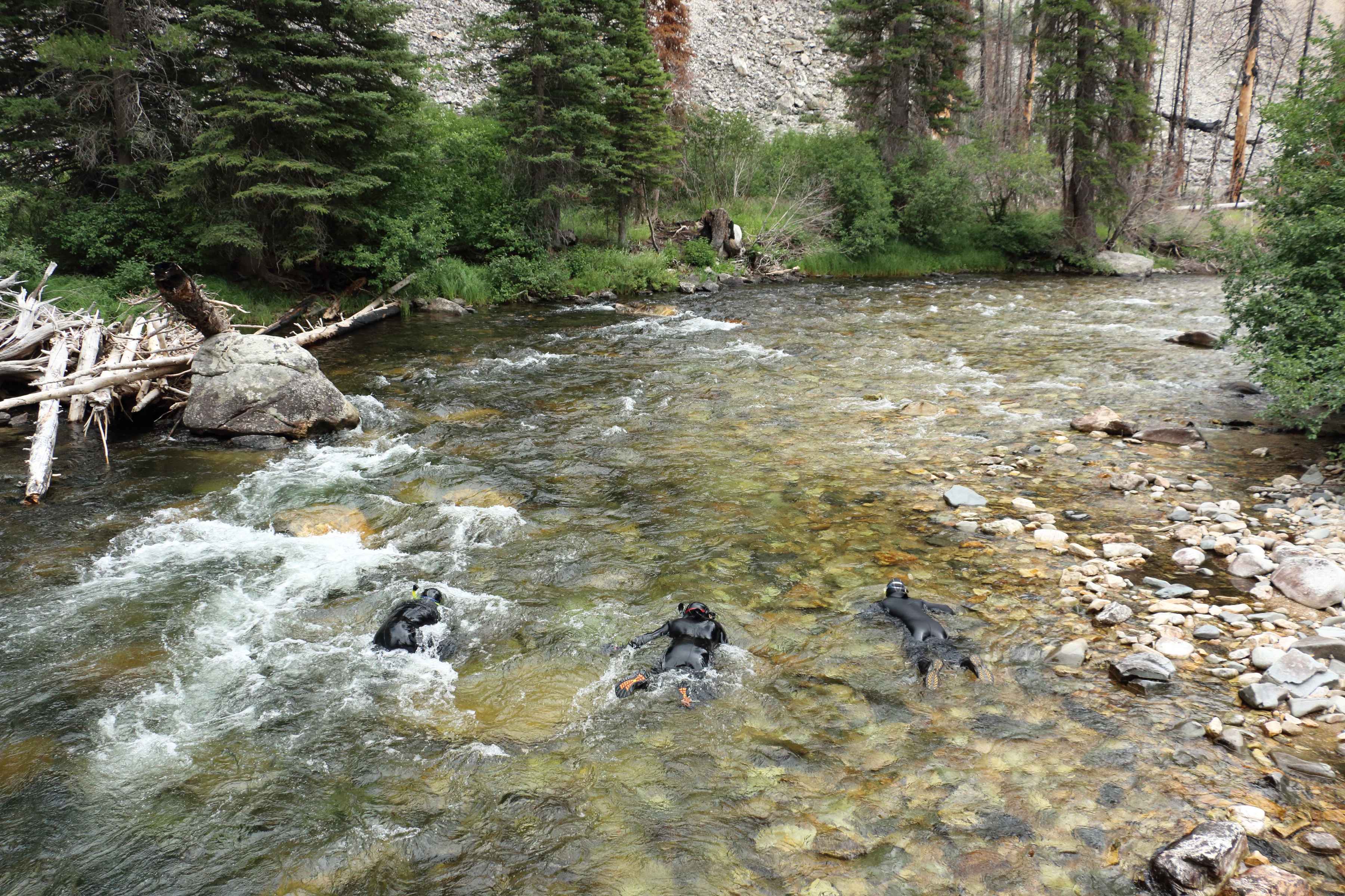 Idaho researchers count endangered salmon and steelhead via snorkel without touching any of the fish (photo: Kris Millgate). river snorkeling