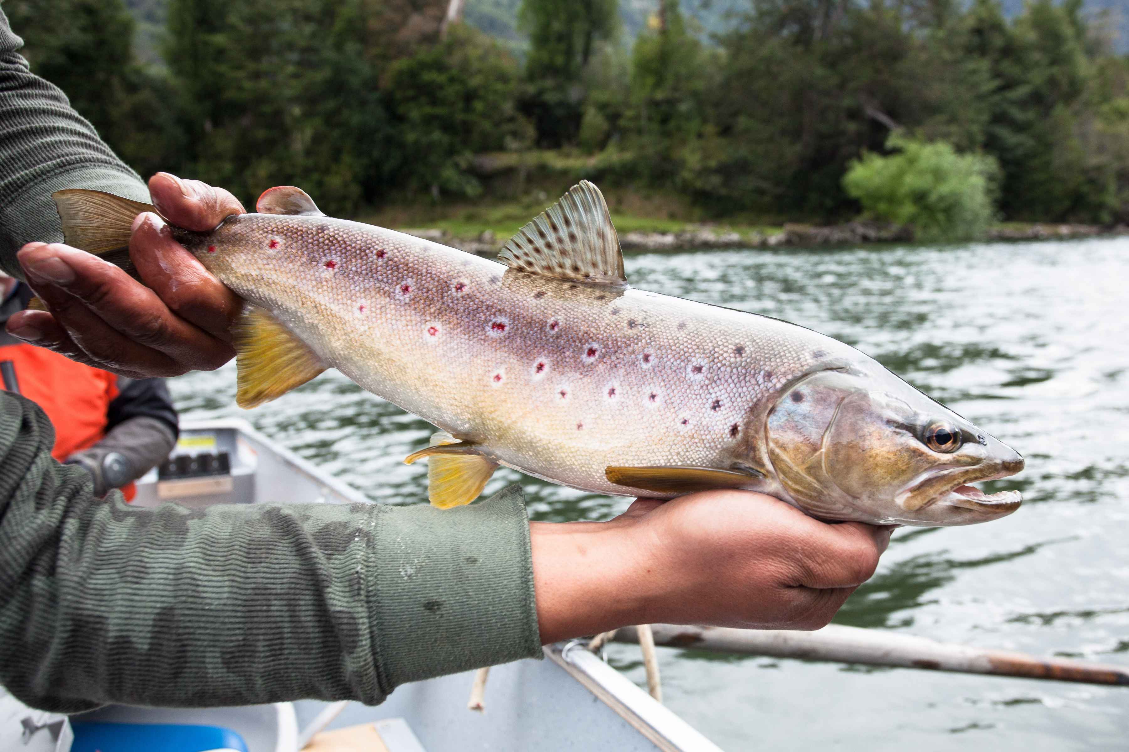 Photo: Chad Shmukler rio palena brown trout