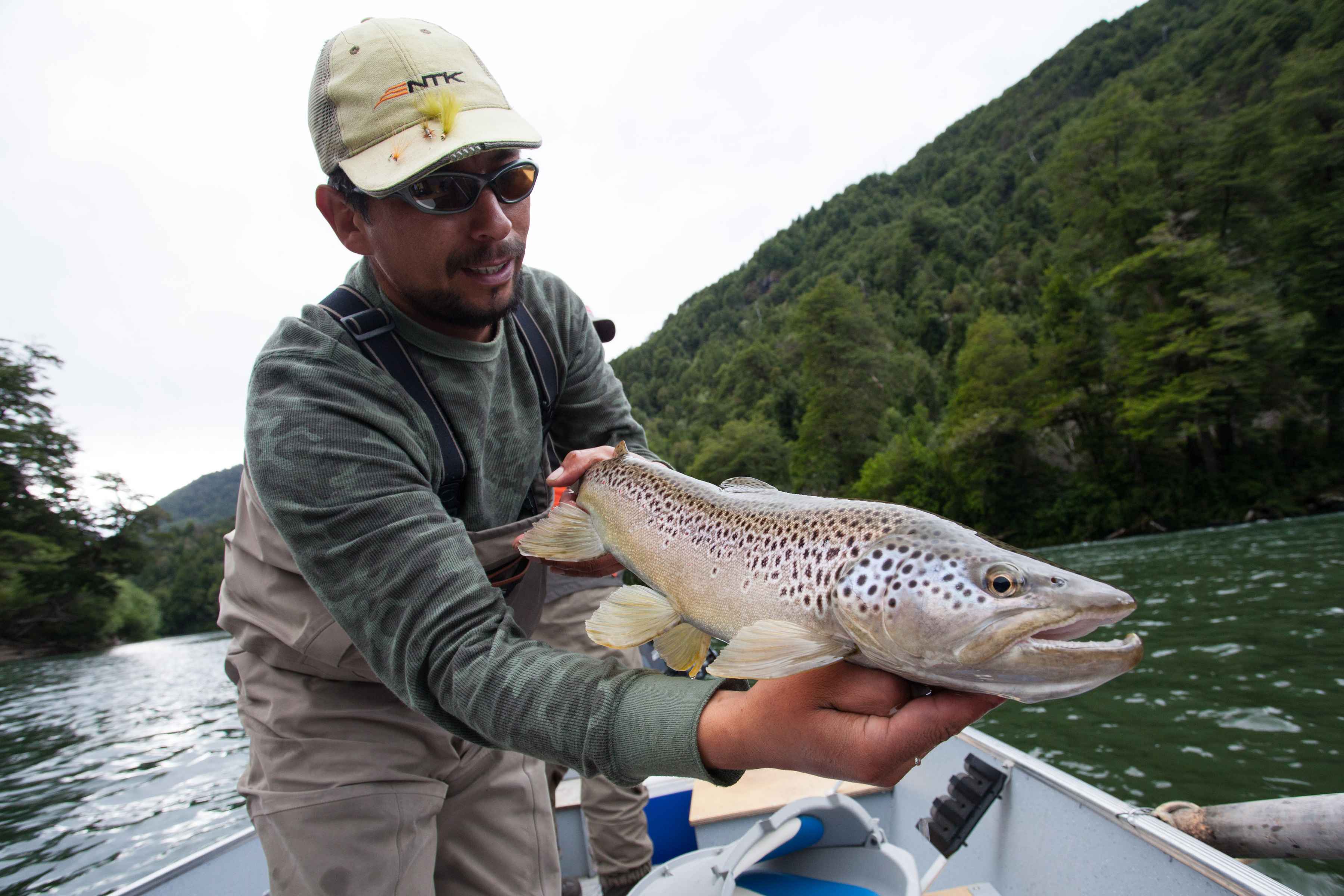 A Rio Palena brown trout (photo: Chad Shmukler). rio palena brown trout