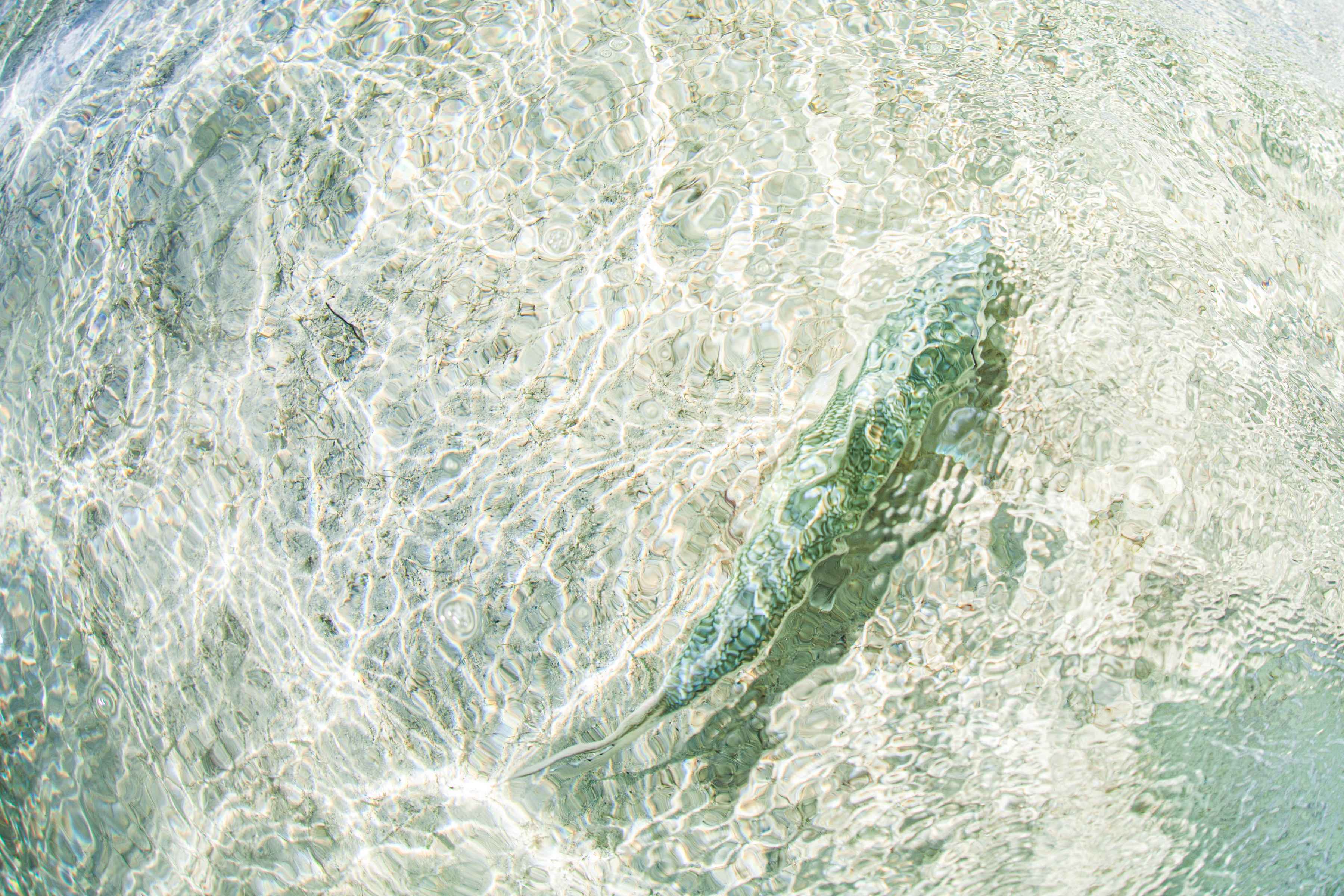 Releasing a ghost back to the flats (photo: Chad Shmukler). bonefish release