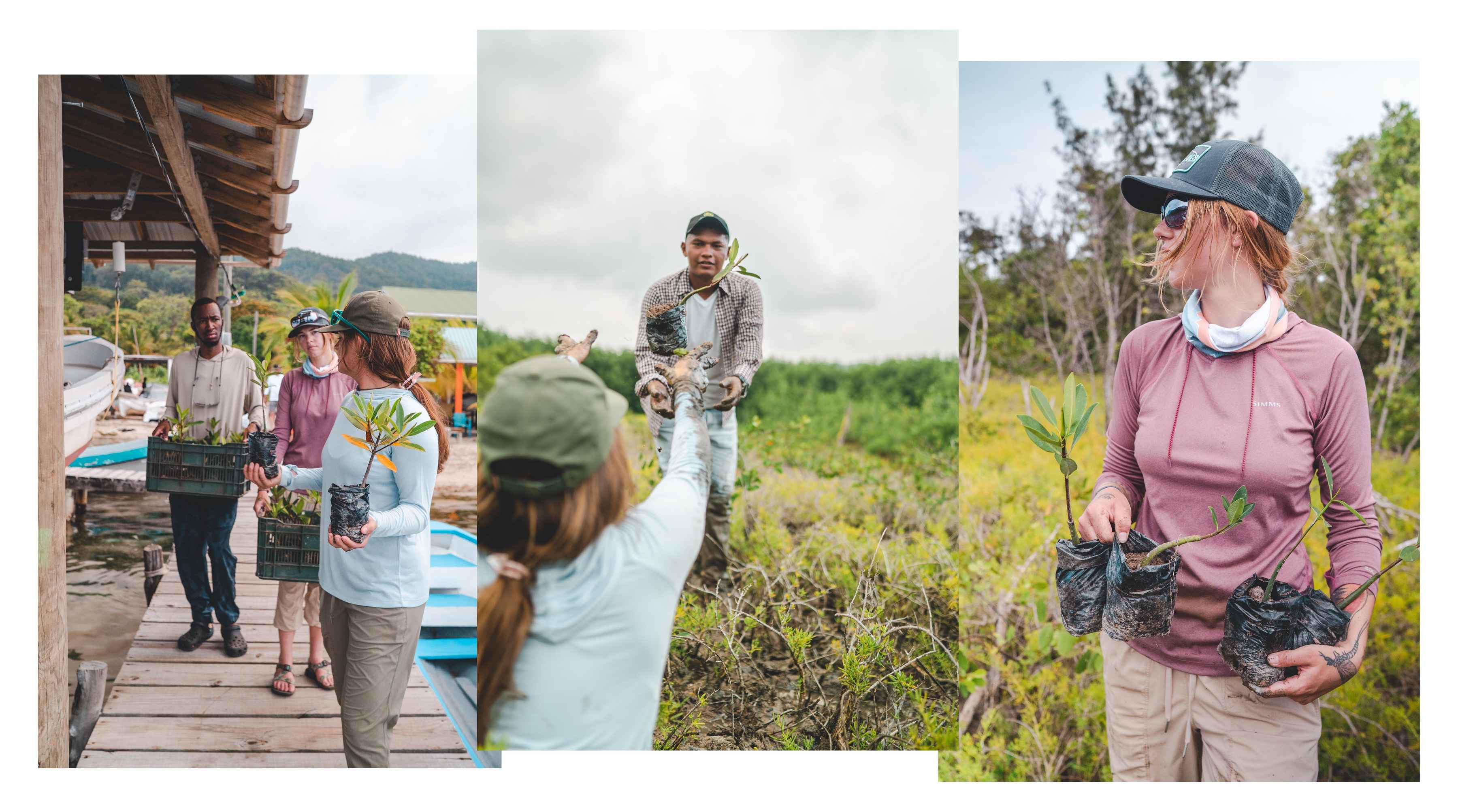 Bajio Sunglasses is helping to support and directly participating in a campaign to replant mangrove forests in Myanmar (photos: Bajio Sunglasses). bajio mangrove replanting