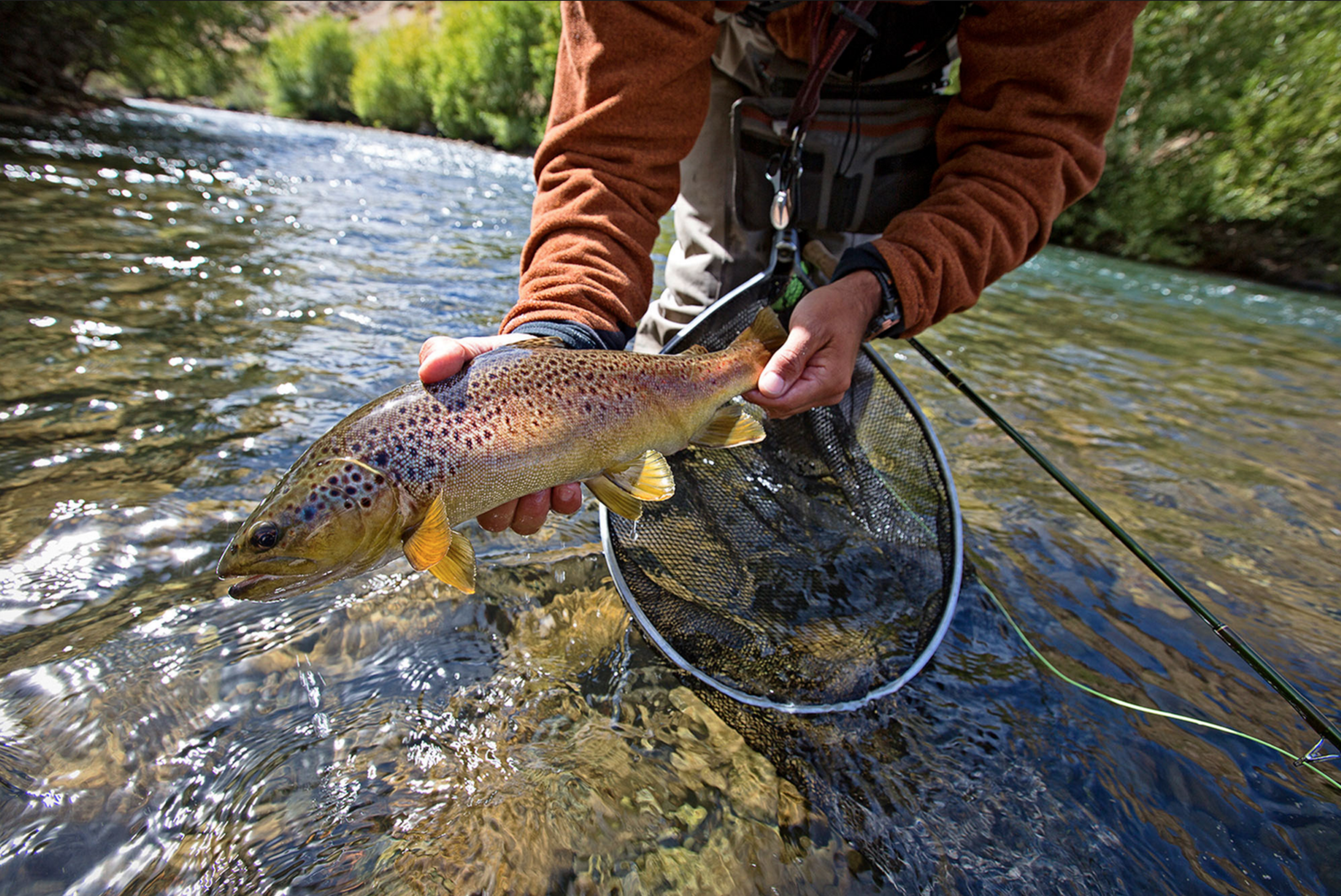 Patagonia River Guides's Andres Hermosilla shows off a nice brown trout from the lower Malleo (photo: Earl Harper). Brown Trout - Lower Malleo River - Patagonia