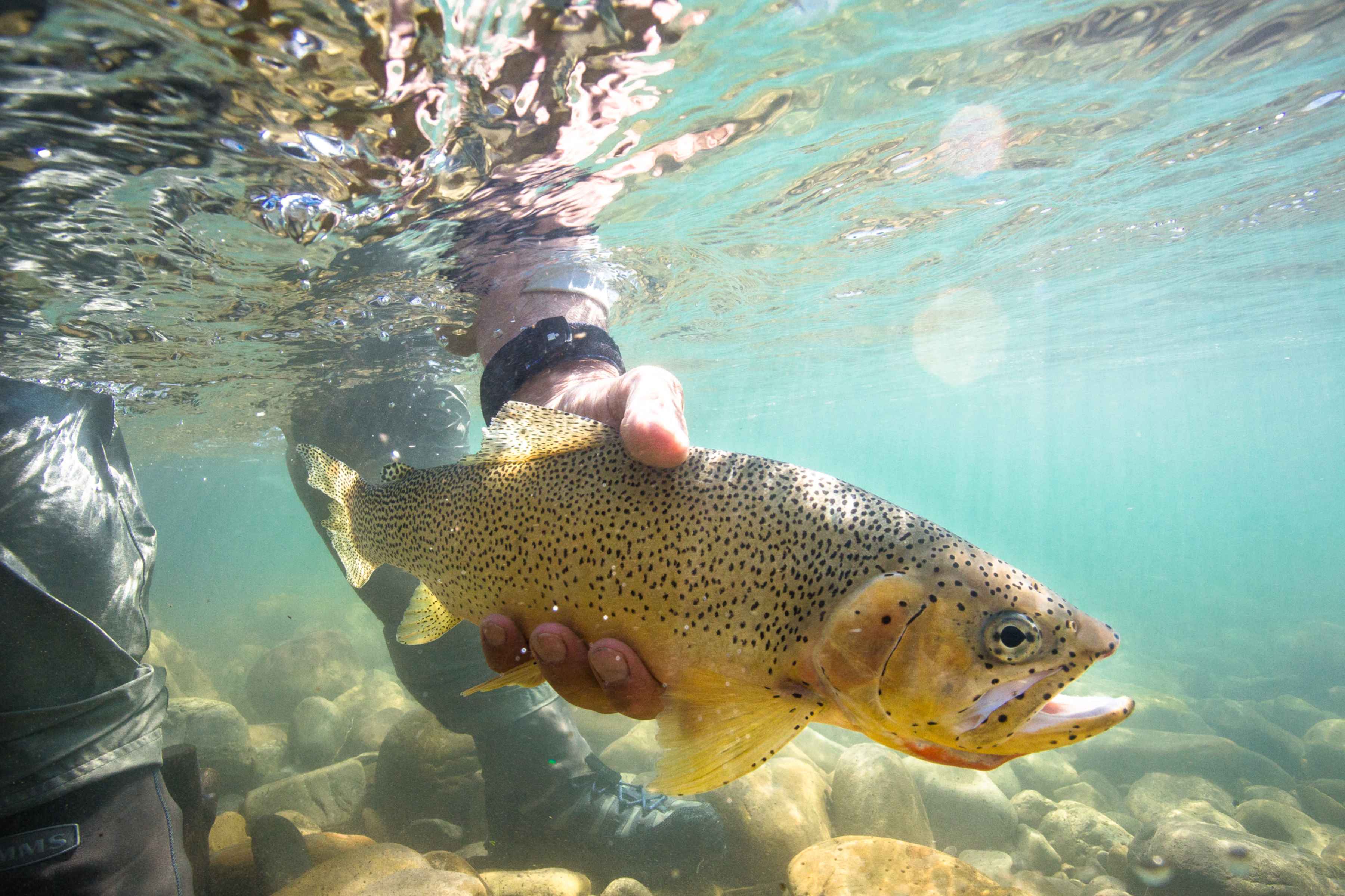 Paul Samycia releases a beautiful westslope cutthroat trout (photo: Chad Shmukler). Westslope Cutthroat Trout Underwater