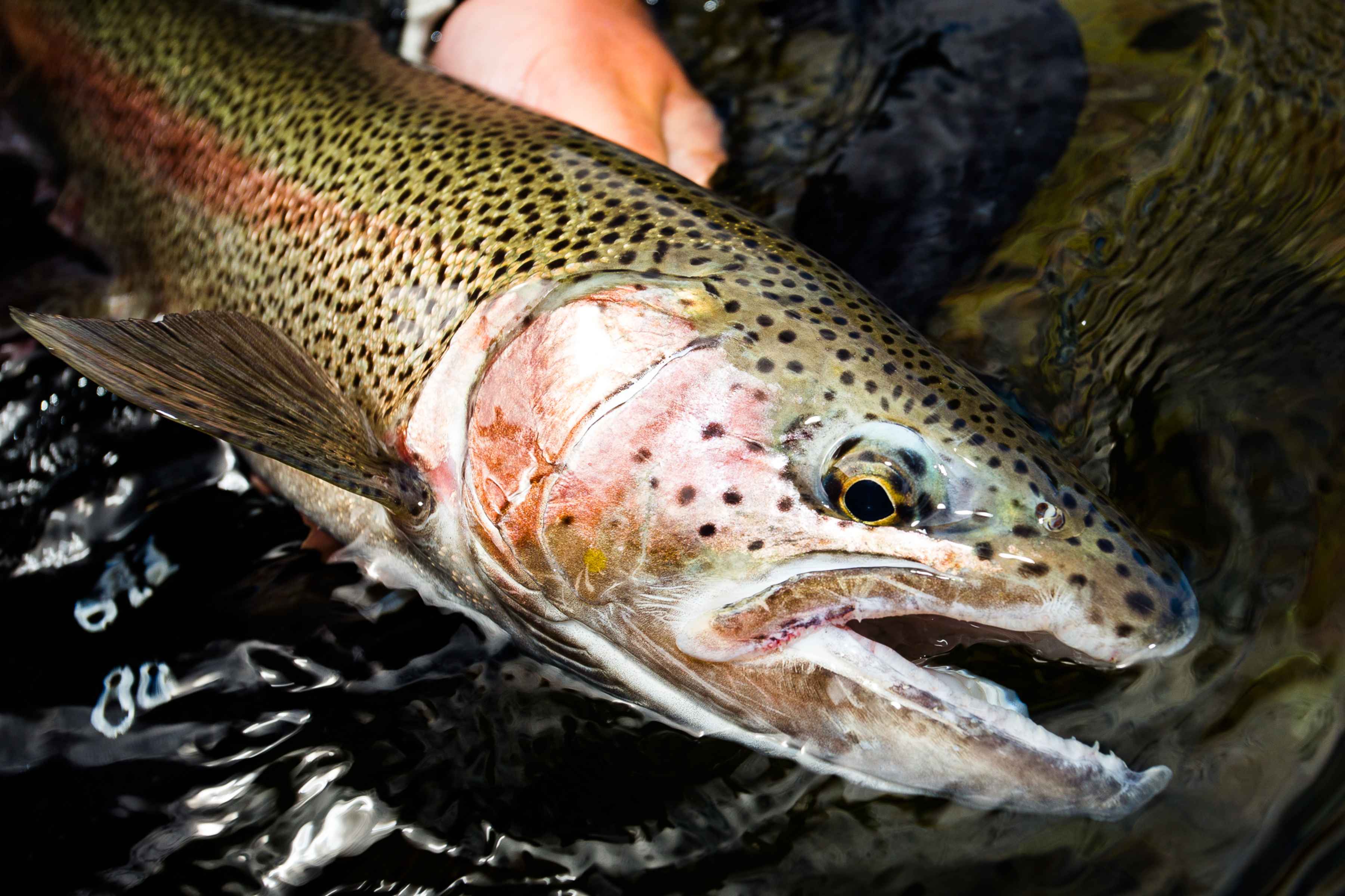 This impressive Agulapak River rainbow trout had taken up residence in front of a rock, calmly finning in the cushion, sipping pale morning duns that drifted along the edges of the slip. (photo: Chad Shmukler) Agulapak River Rainbow TRout