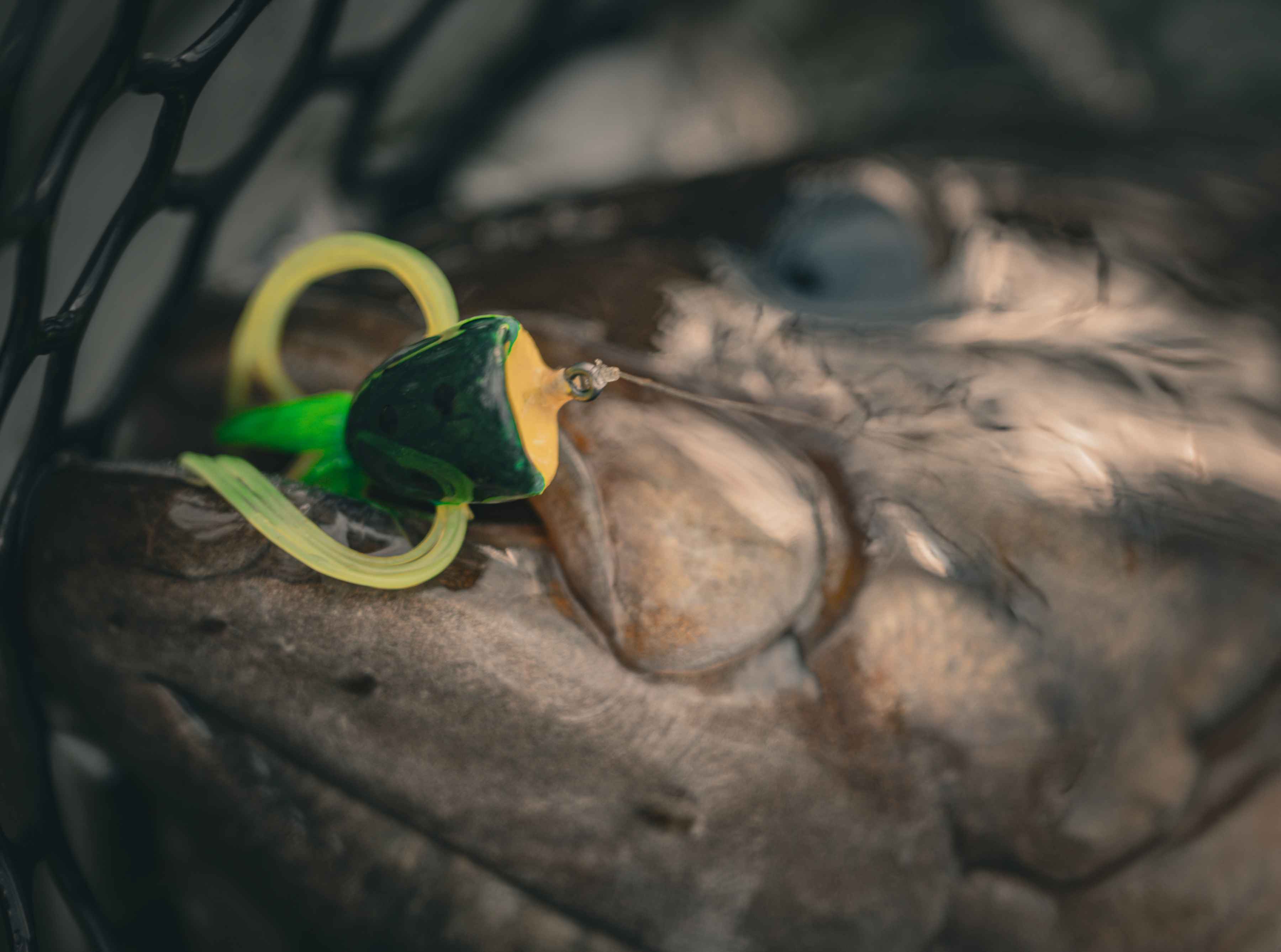 Photo: George Daniel summer smallmouth bass fly fishing