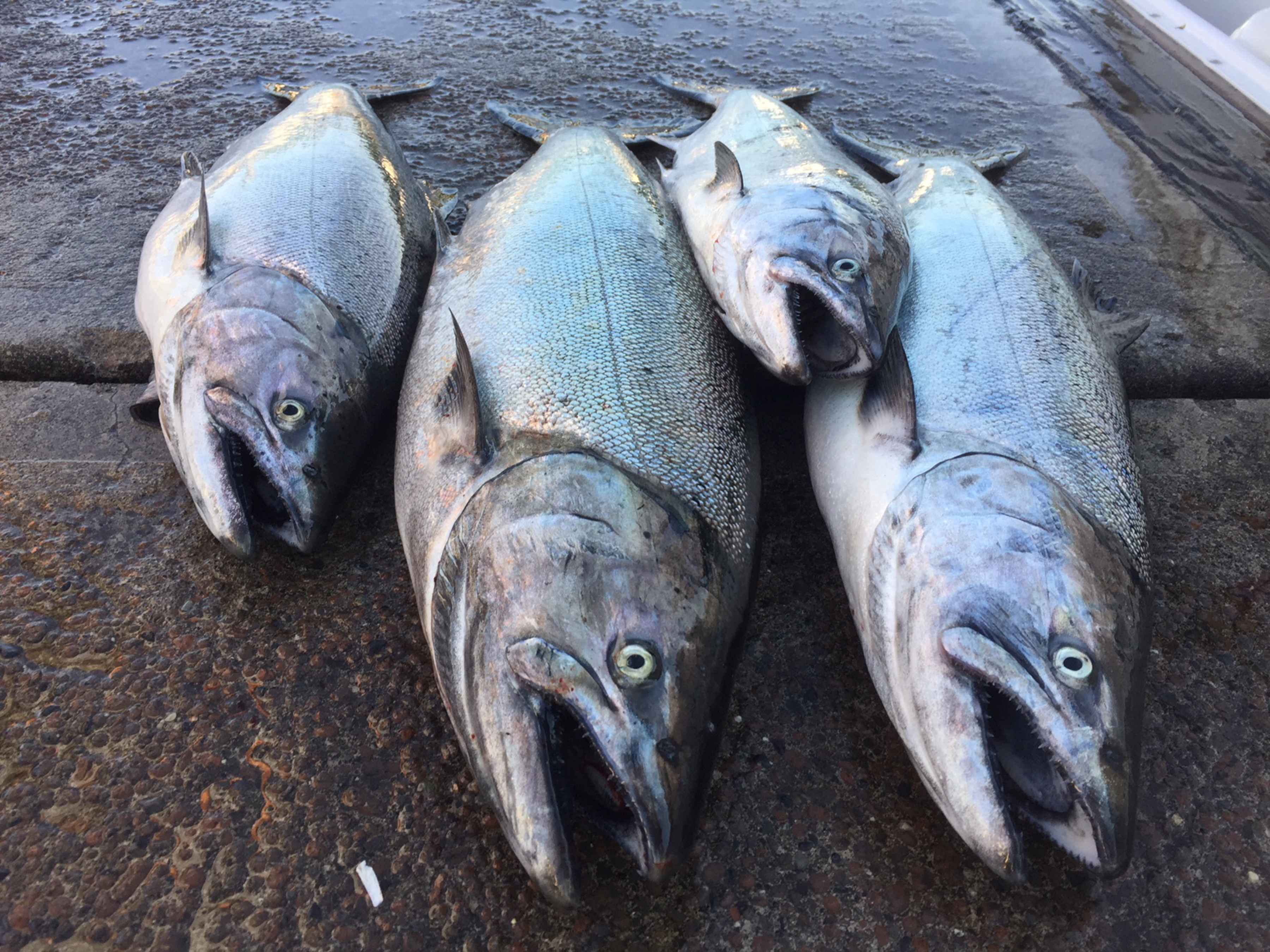 Chinook (or king) salmon harvested from Puget Sound this summer (photo: Dylan Tomine). puget sound chinook salmon