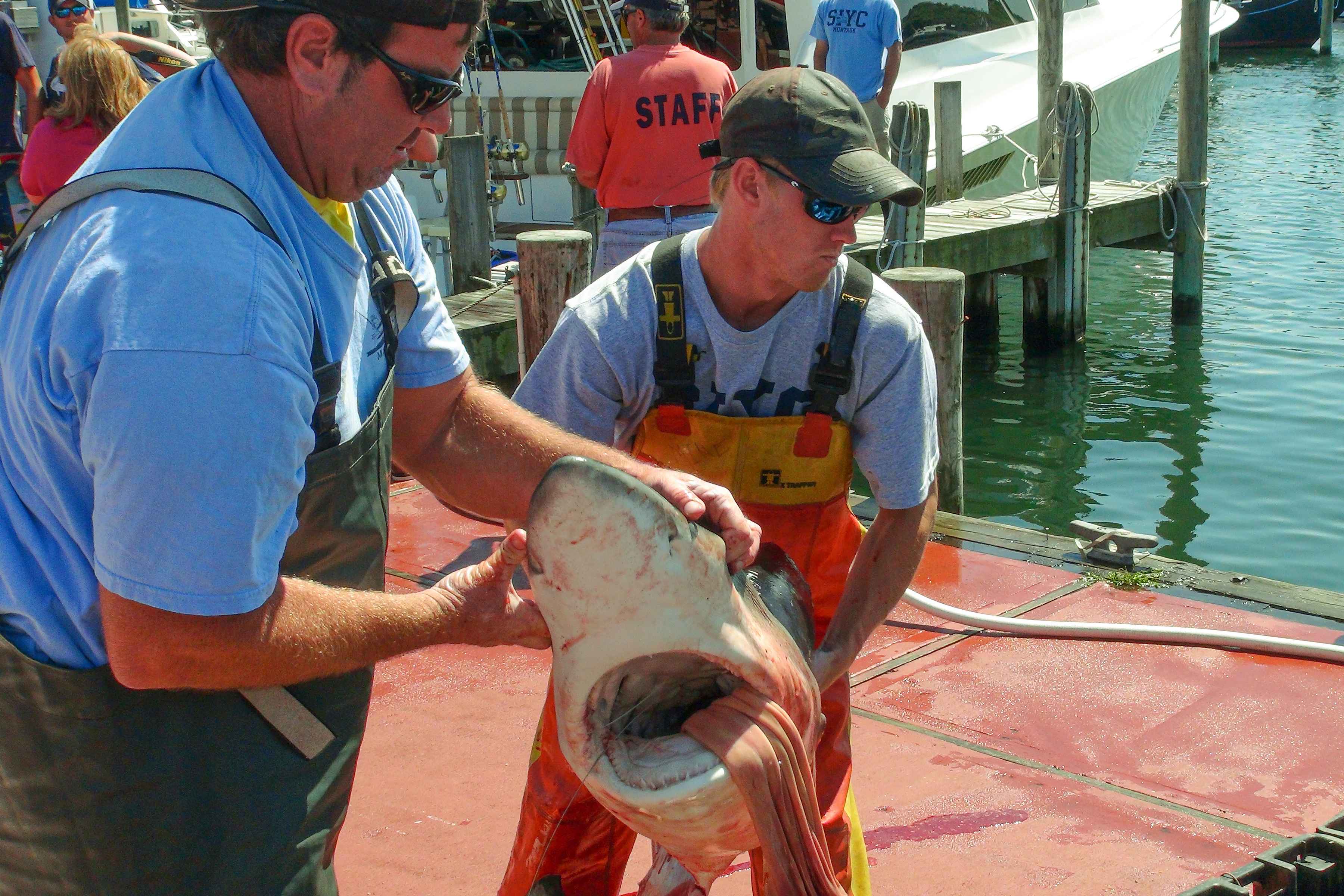 Participants in the 2017 Star Island Marina Shark Tournament 2017 carry a dead shark (species unidentifiable), its stomach disgorged from being hung upside down (photo: Bill Mckeever / Safeguard the Seas). dead shark fishing tournament montauk