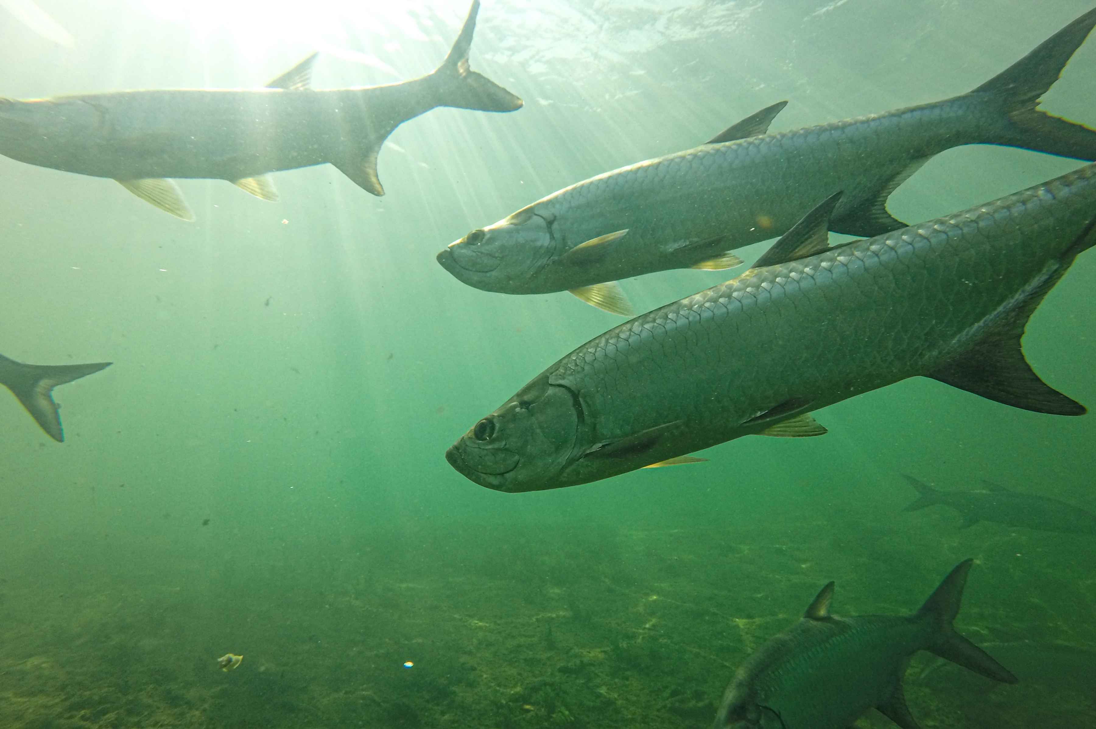 Photo: Dr. Aaron Adams. tarpon underwater