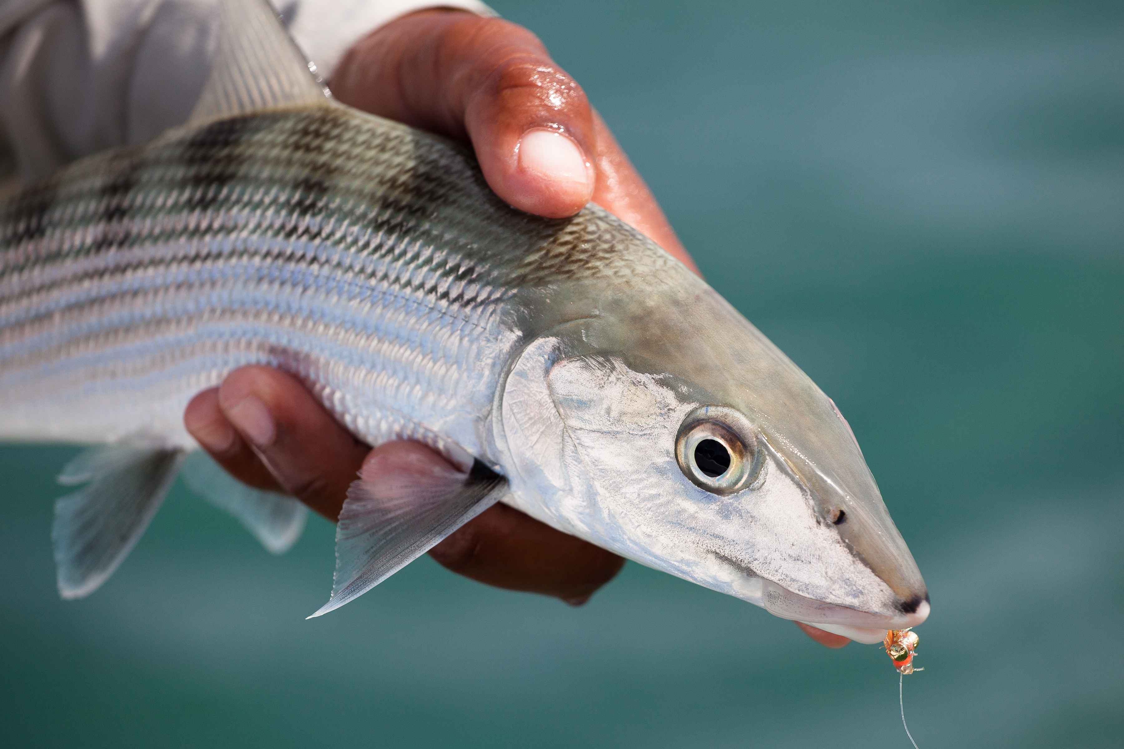 A healthy Turneffe Atoll bonefish (photo: Chad Shmukler). Turneffe Atoll Bonefish