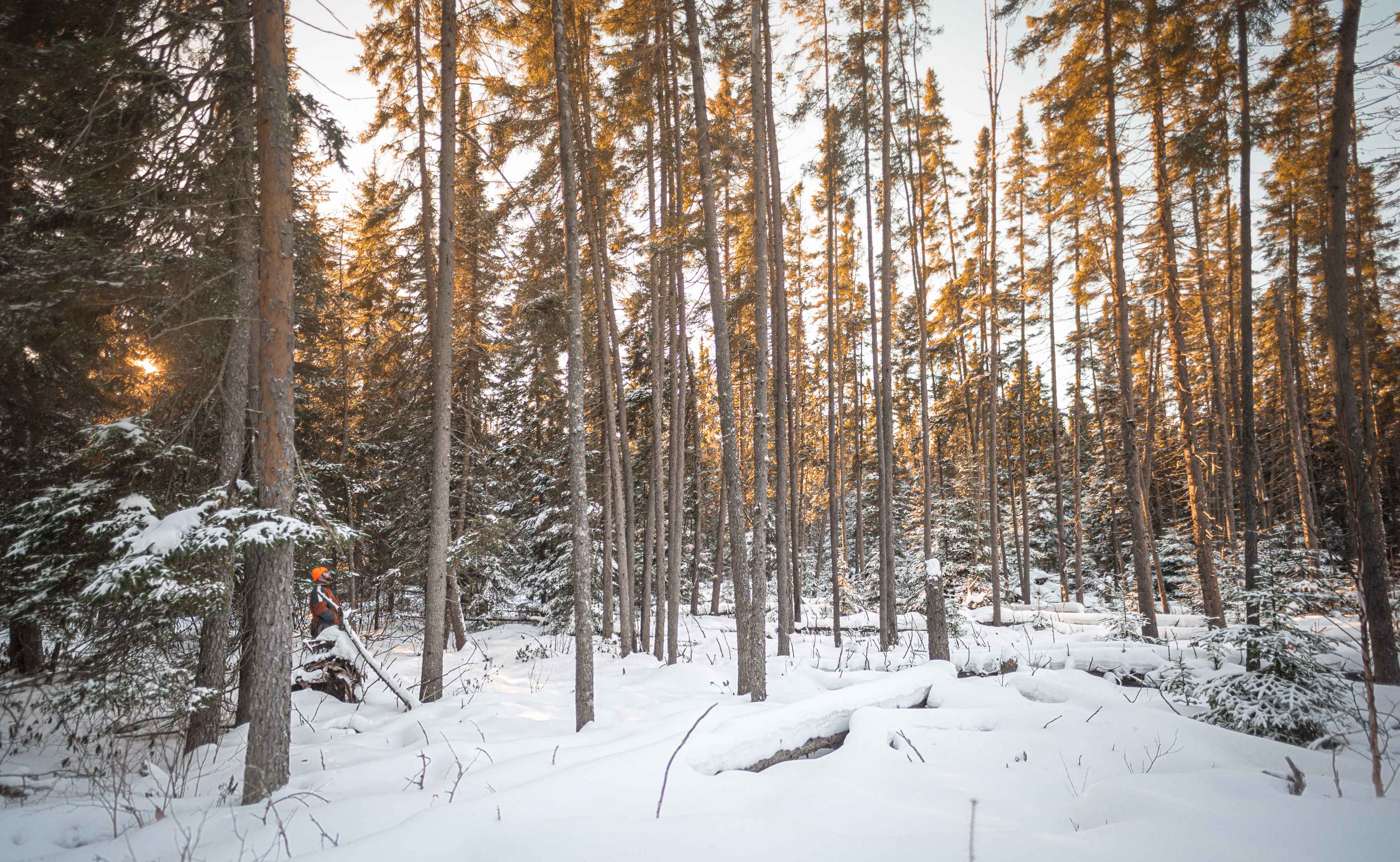 Photo: Tom Hazleton superior national forest, minnesota