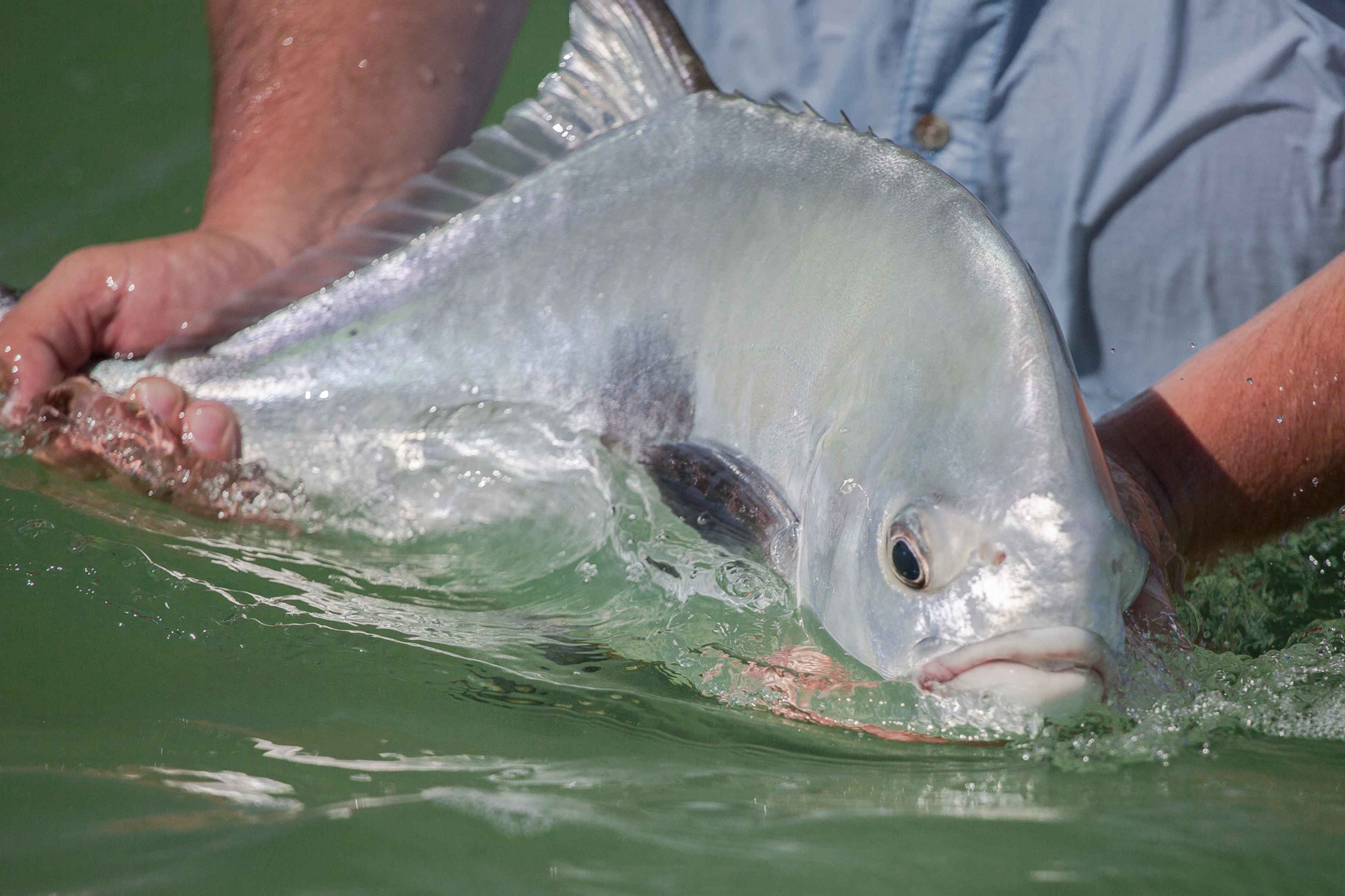 Releasing a 15-pound Ascension Bay permit. Permit Release - Palometa Club - Ascension Bay, Mexico