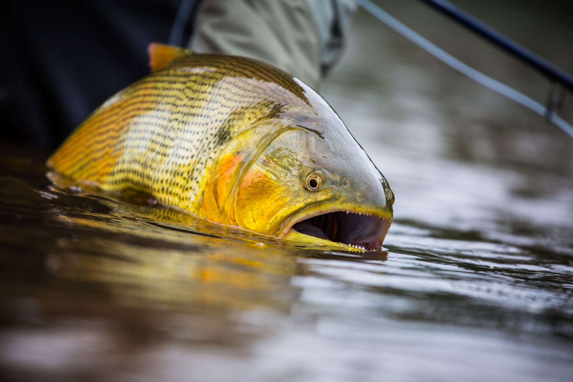 In Search of the Golden Dorado  Hatch Magazine - Fly Fishing, etc.