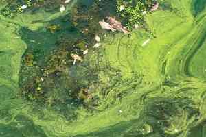 california toxic algae