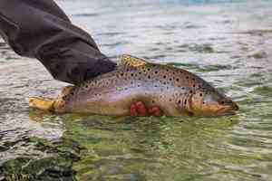 uk brown trout could be gone by 2080