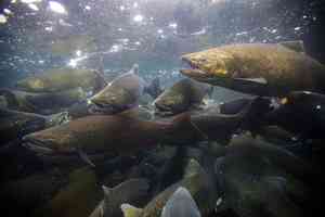 Chinook salmon