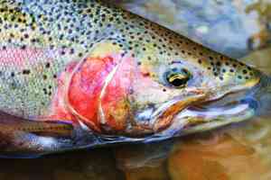 wild steelhead