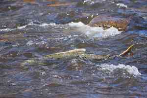 klamath river salmon return